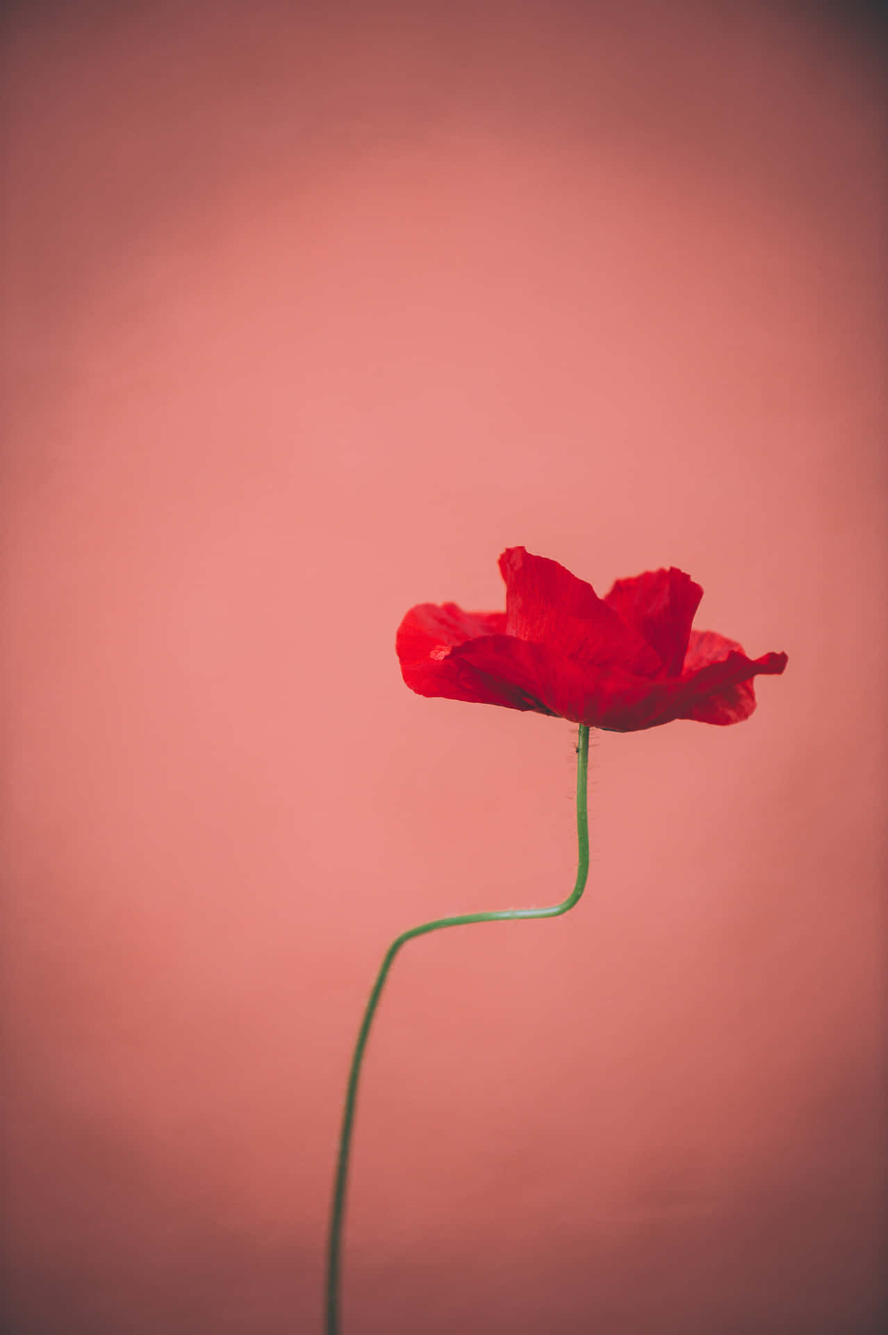 A Beautiful Bouquet Of Vibrant Red Flowers Background