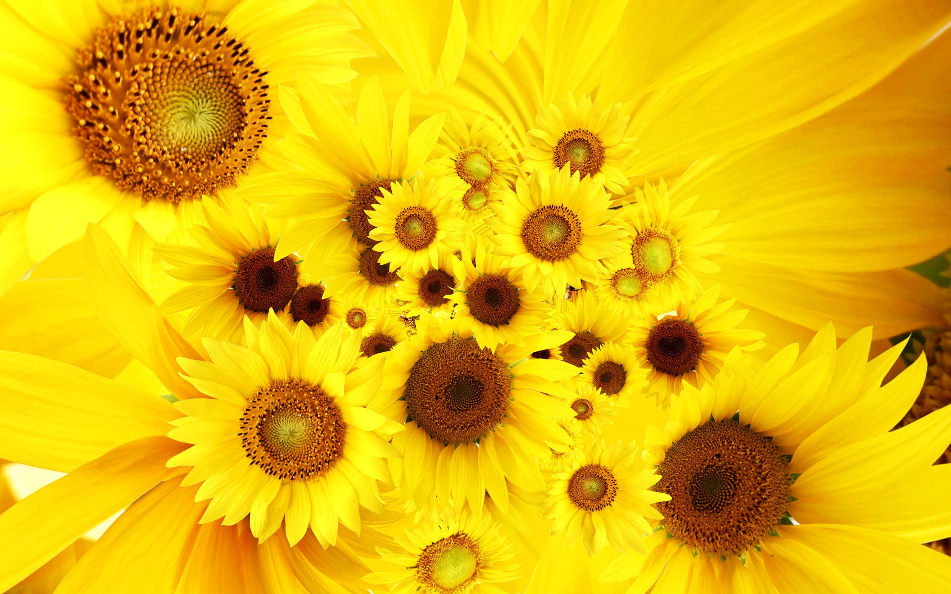 A Beautiful Bouquet Of Vibrant Sunflowers And Roses Background