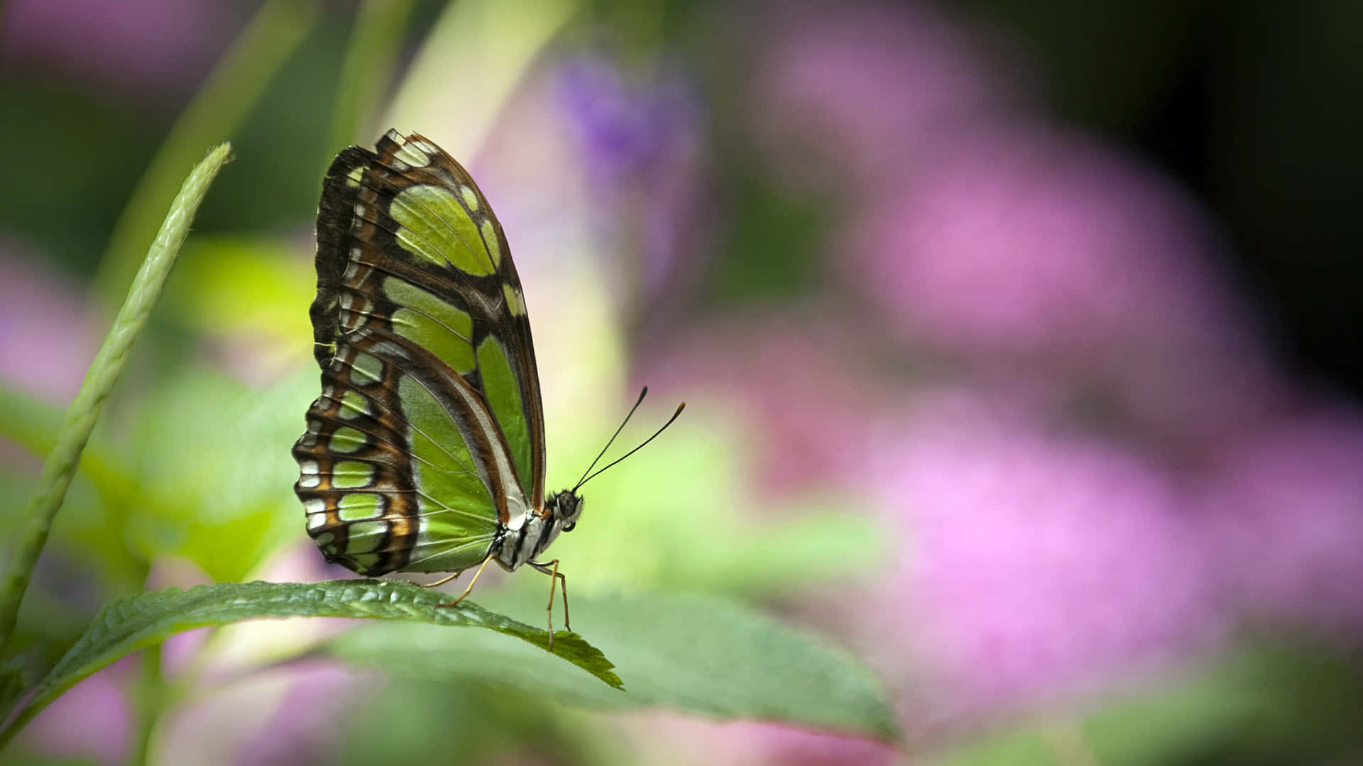 A Beautiful Bright Green Butterfly On A Petal Background