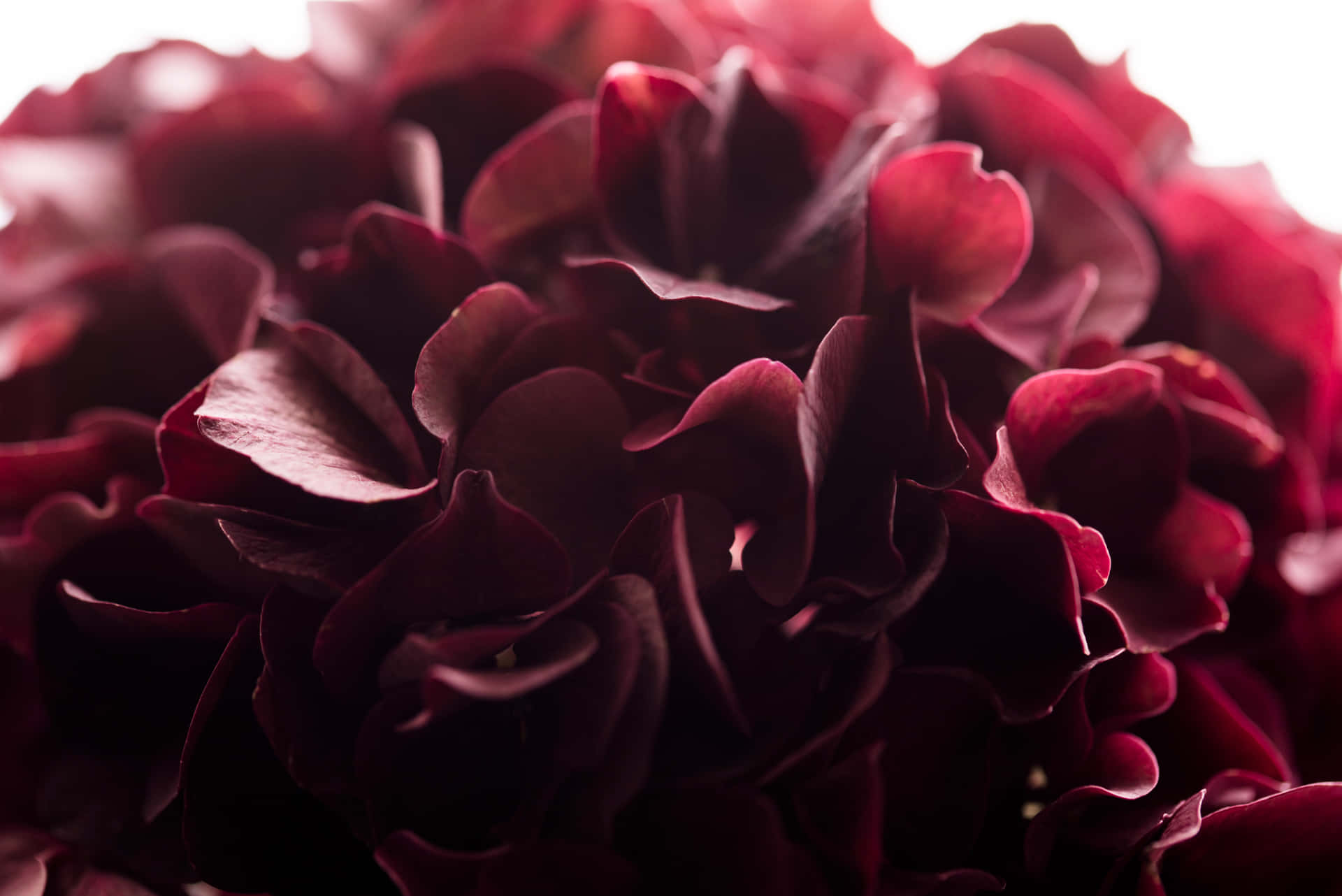 A Beautiful Burgundy Flower Atop A Gentle Lake Of Green. Background
