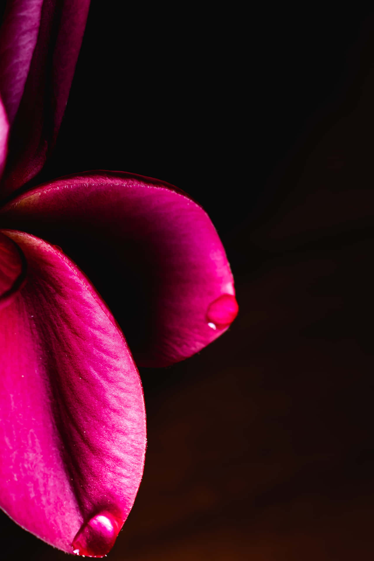 A Beautiful Burgundy Flower Blooming In Spring Background