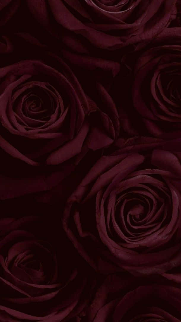 A Beautiful Burgundy Flower Standing Out Against A White Background Background