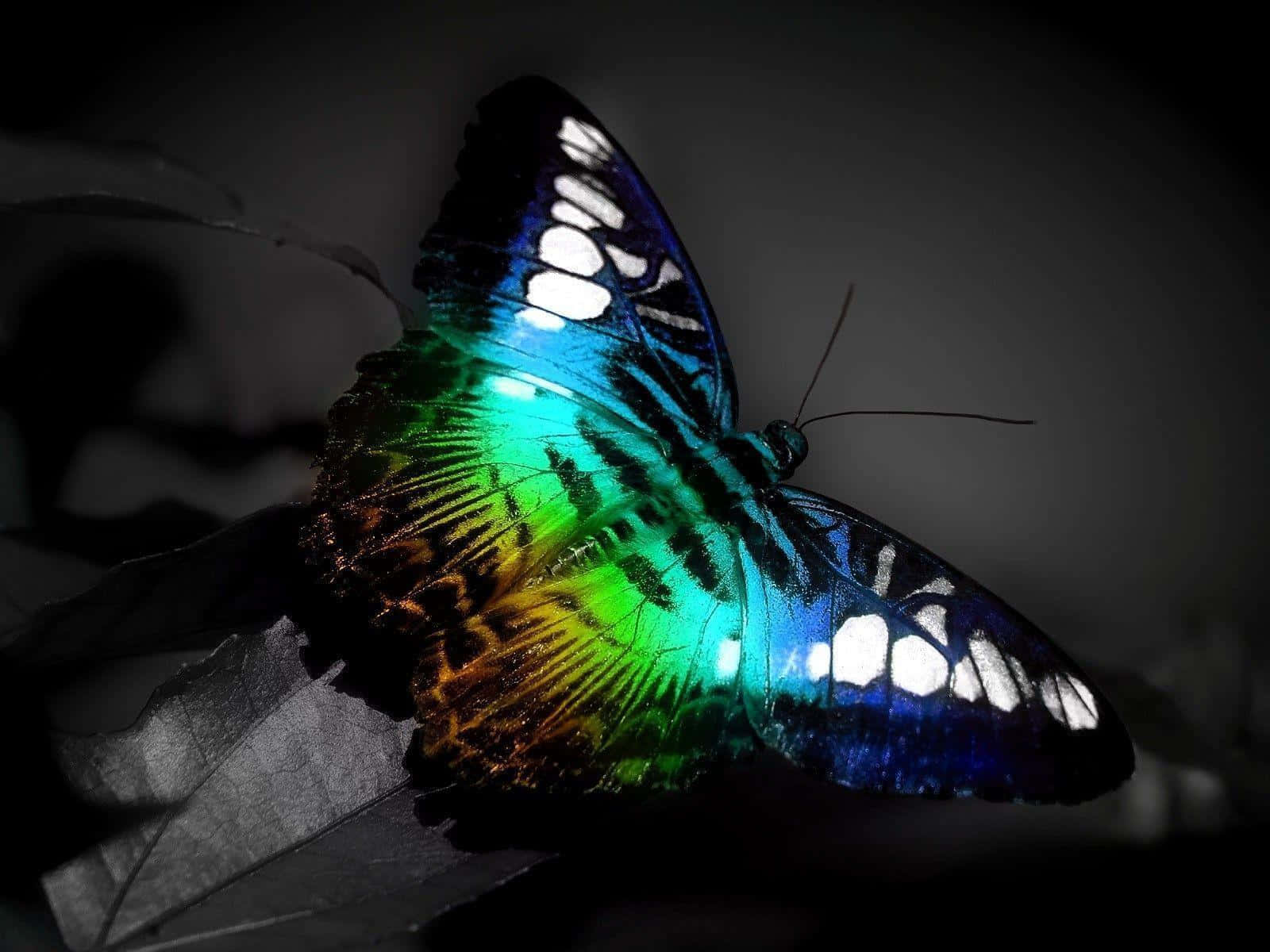 A Beautiful Butterfly, Cool And Colorful Background