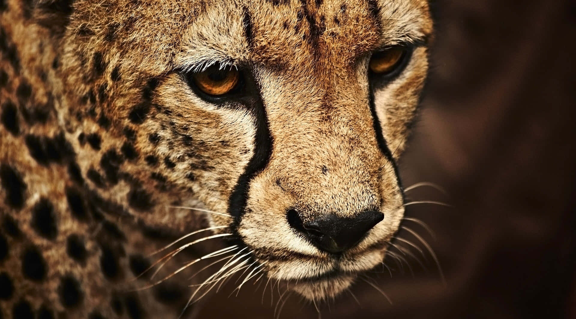 A Beautiful Cheetah Running In The Wild Background