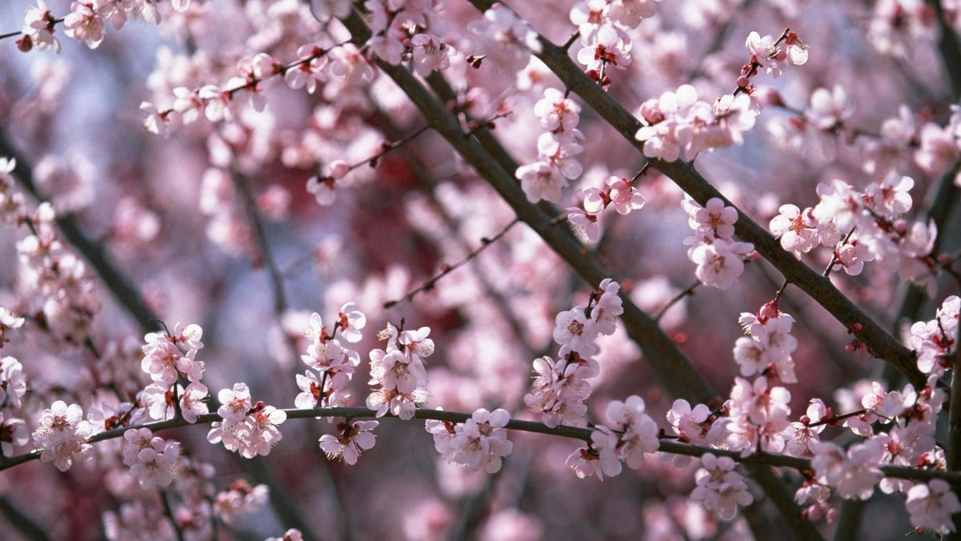 A Beautiful Cherry Blossom Tree At Sunset Background