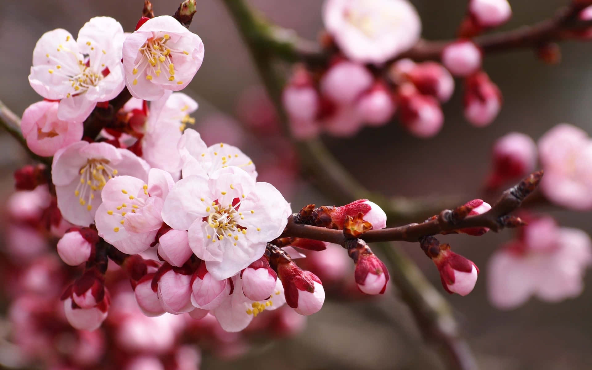 A Beautiful Cherry Blossom Tree Covered In Sunlight. Background