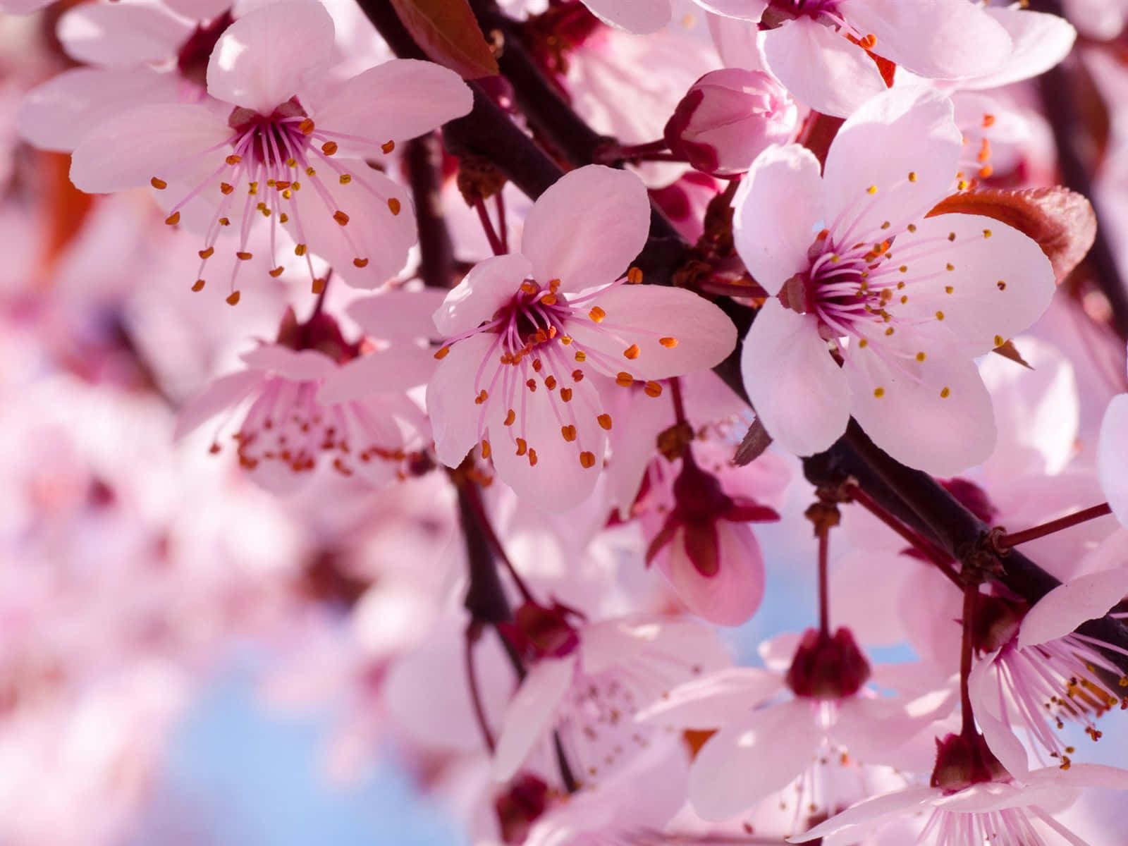 A Beautiful Cherry Blossom Tree In Bloom Background