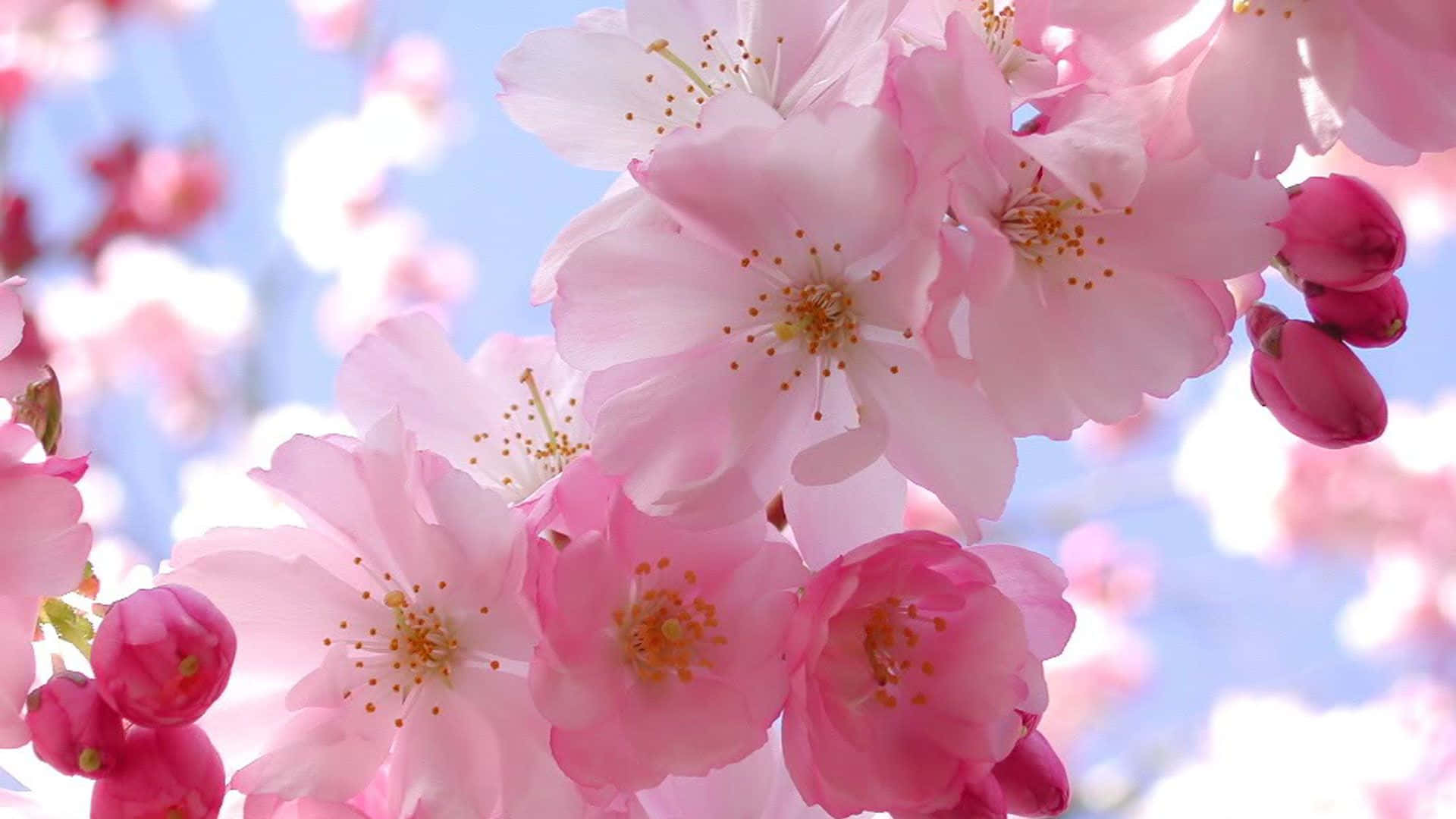 A Beautiful Cherry Blossom Tree In Full Bloom Background