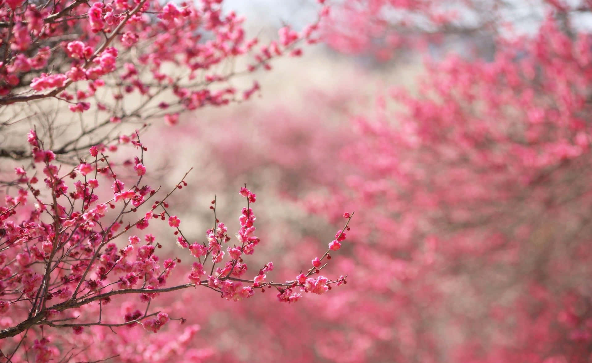 A Beautiful Cherry Blossom Tree In Full Bloom Background