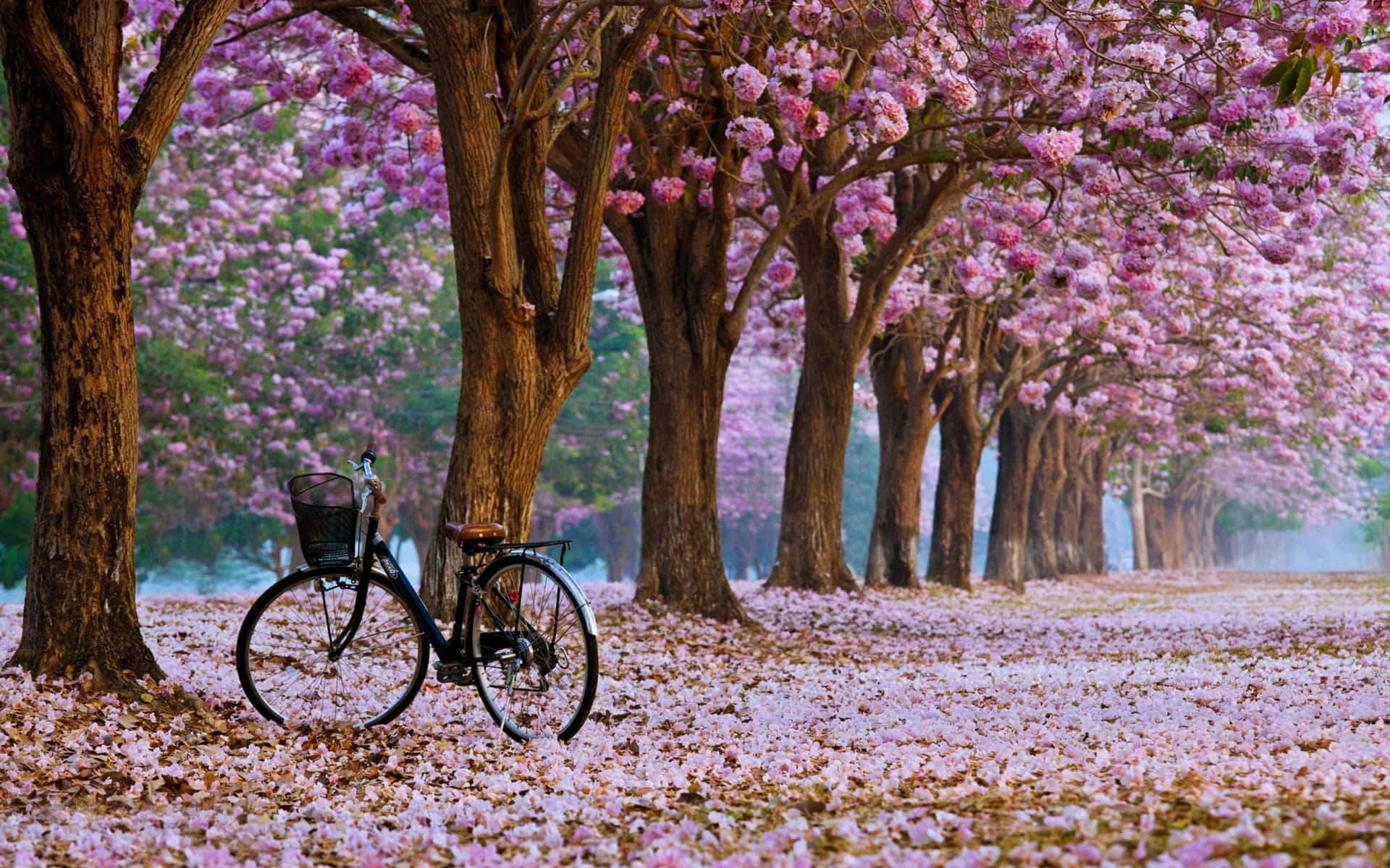 A Beautiful Cherry Blossom Tree In Spring