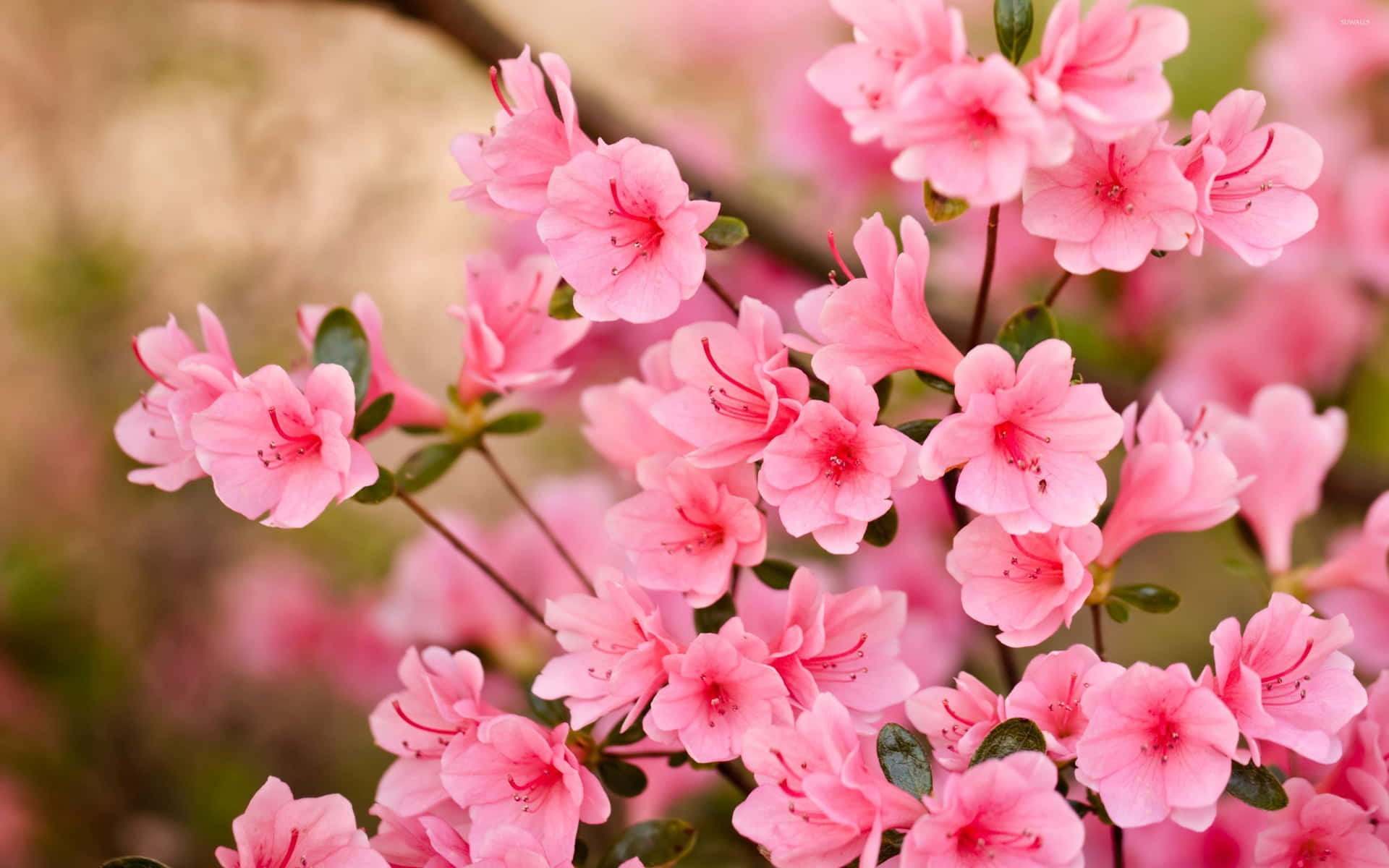 A Beautiful Cherry Blossom Tree Surrounded By Delicate Petals