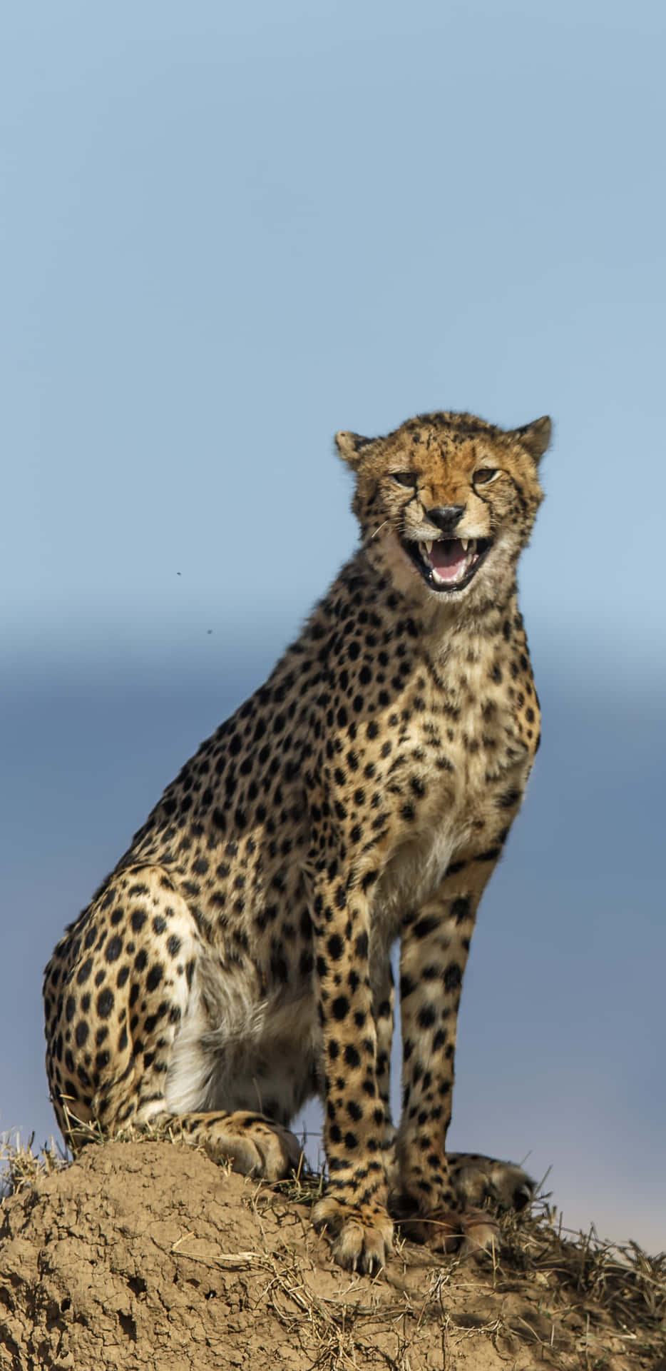 A Beautiful Close-up Of A Cheetah In Its Natural Habitat Background