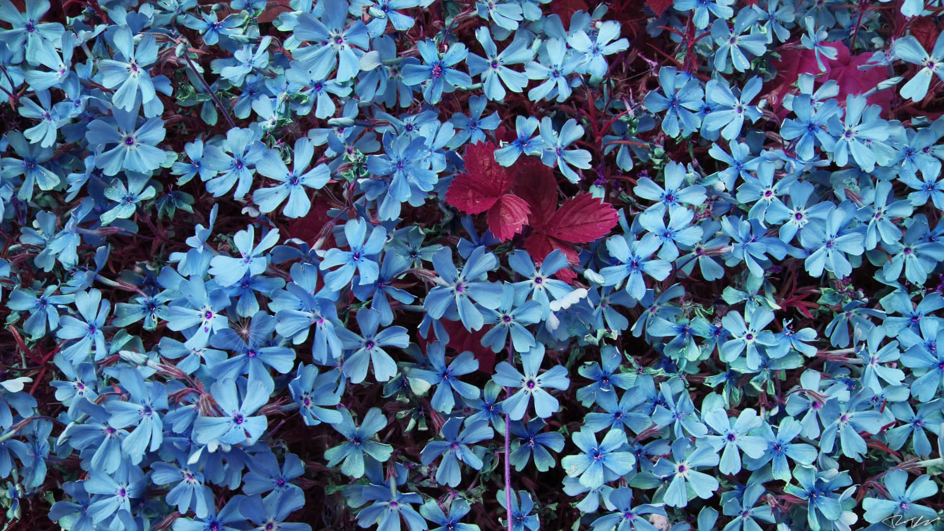 A Beautiful Closeup Of Blue Flowers On A Green Background Background
