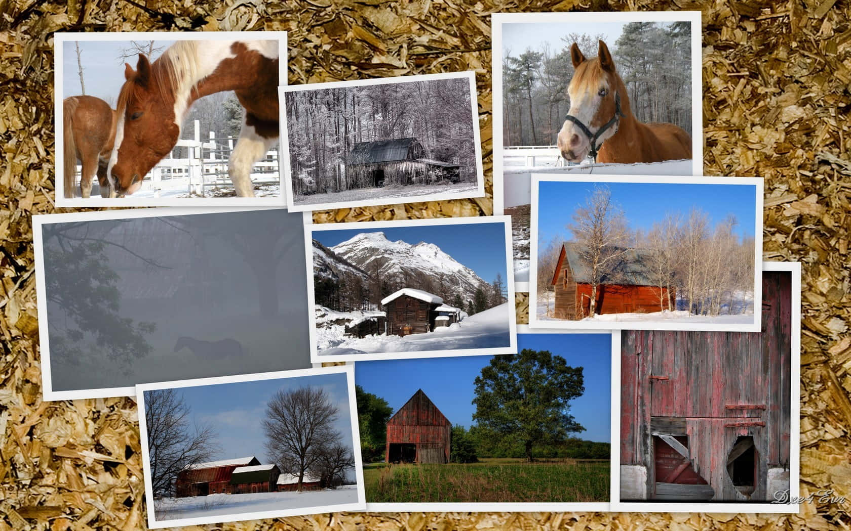 A Beautiful Collage Of Horses In All Shapes And Sizes. Background