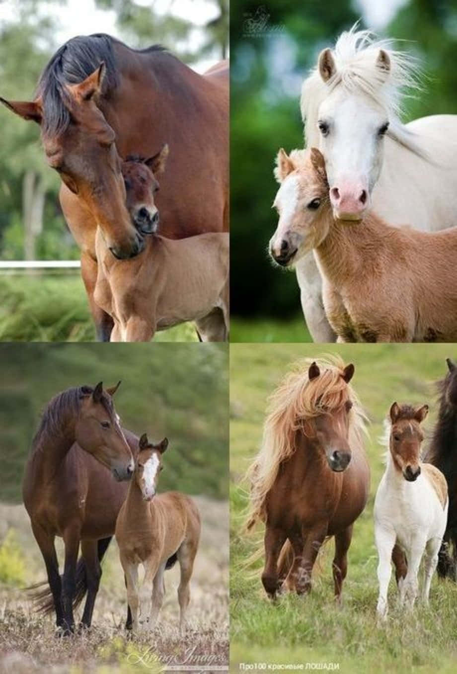 A Beautiful Collage Of Serene Horses In A Peaceful Meadow Background
