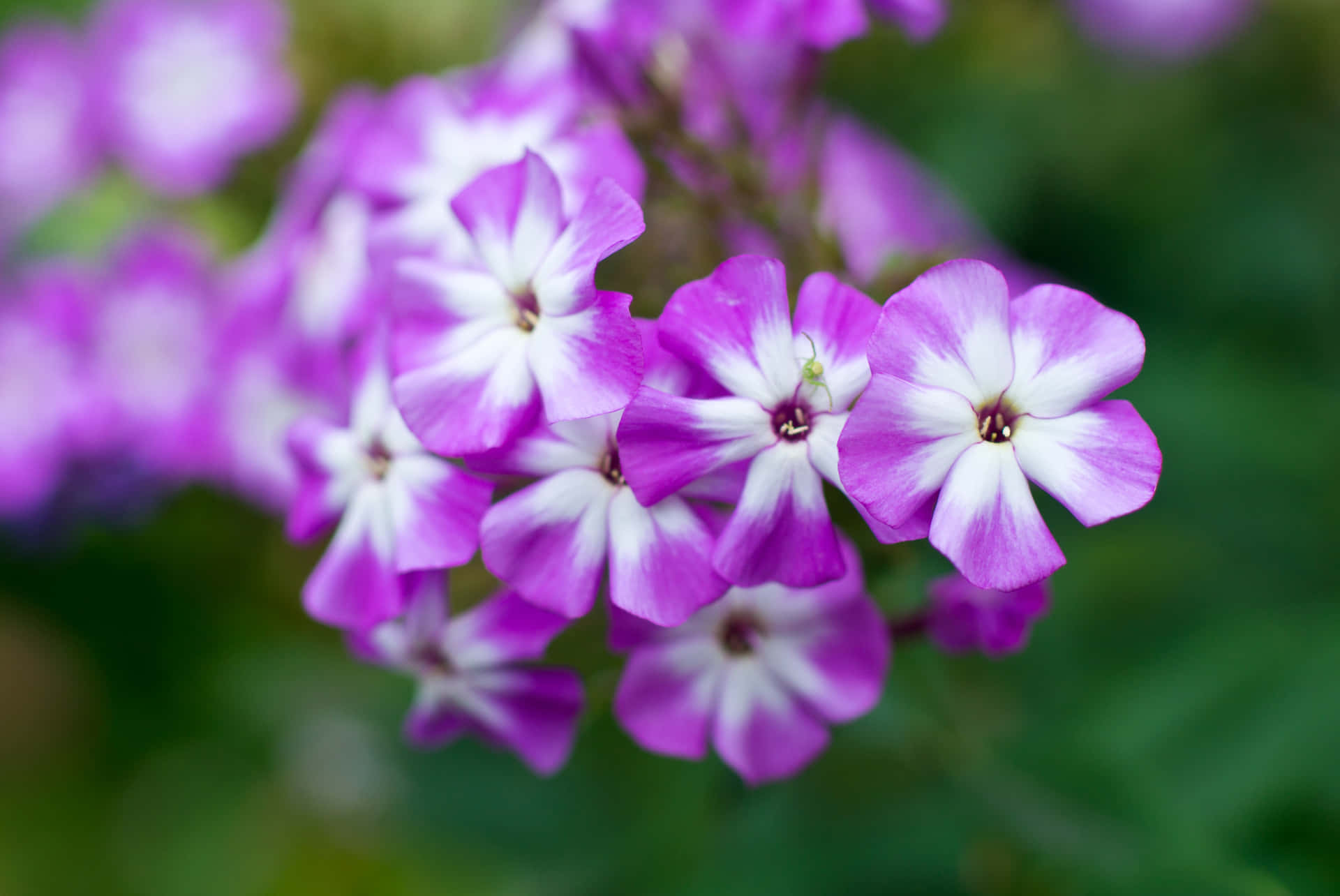 A Beautiful Combination Of White And Purple Background