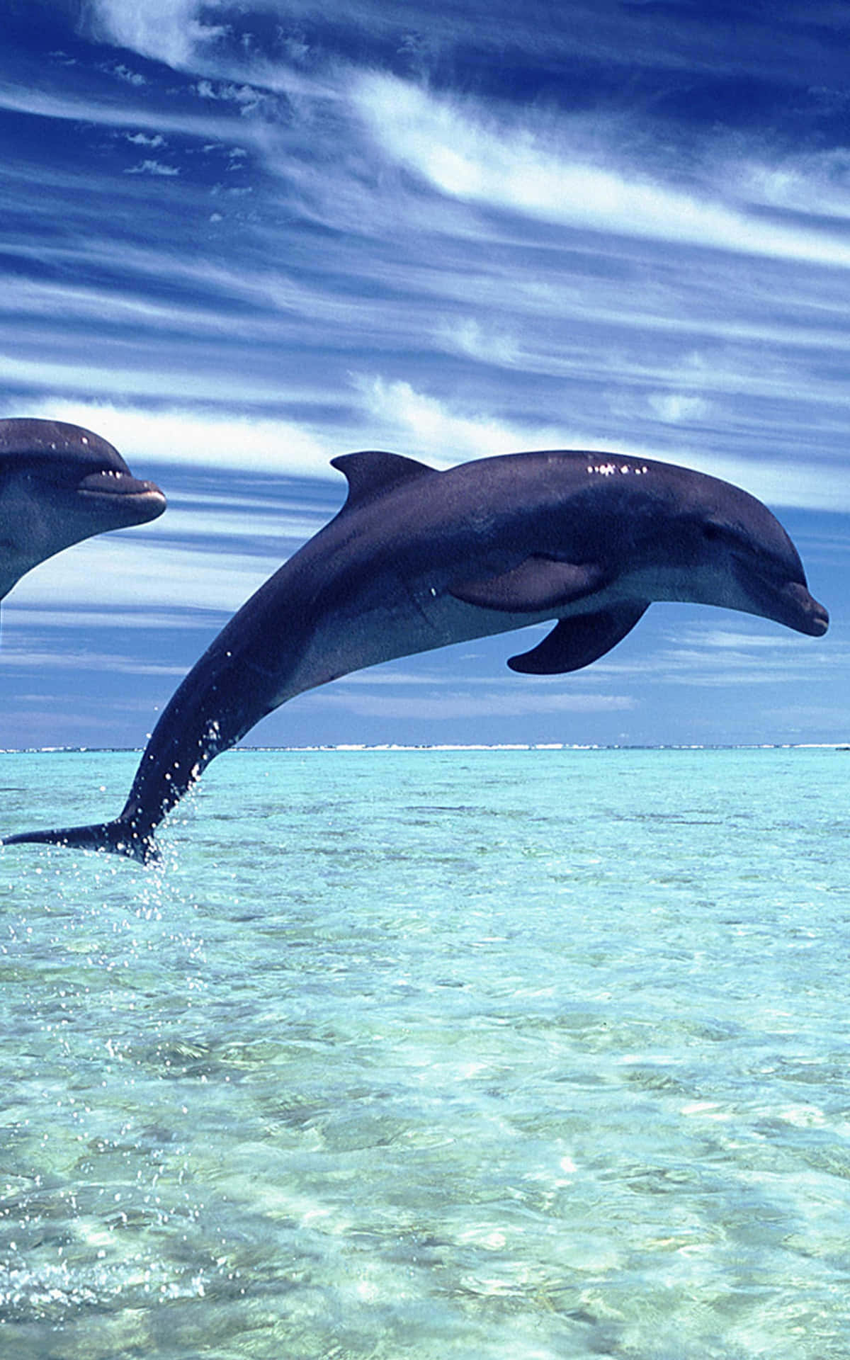 A Beautiful Cool Dolphin Bringing Joy And Calmness To Our Day Background