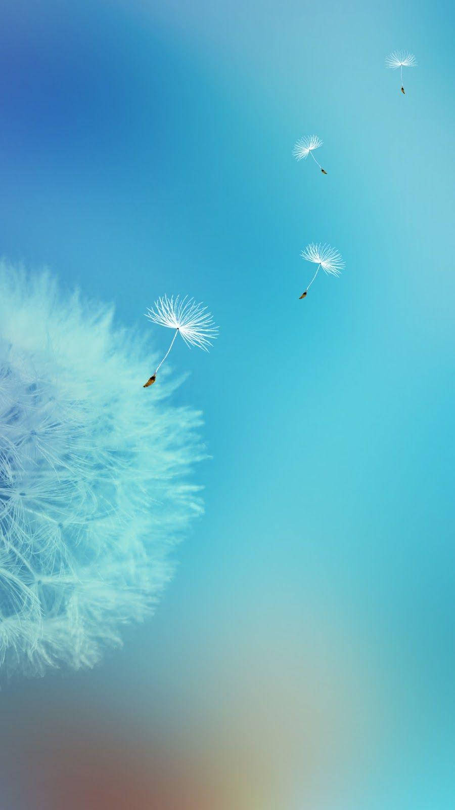 A Beautiful Dandelion Wallpapers On Samsung Galaxy S7 Edge Display Background