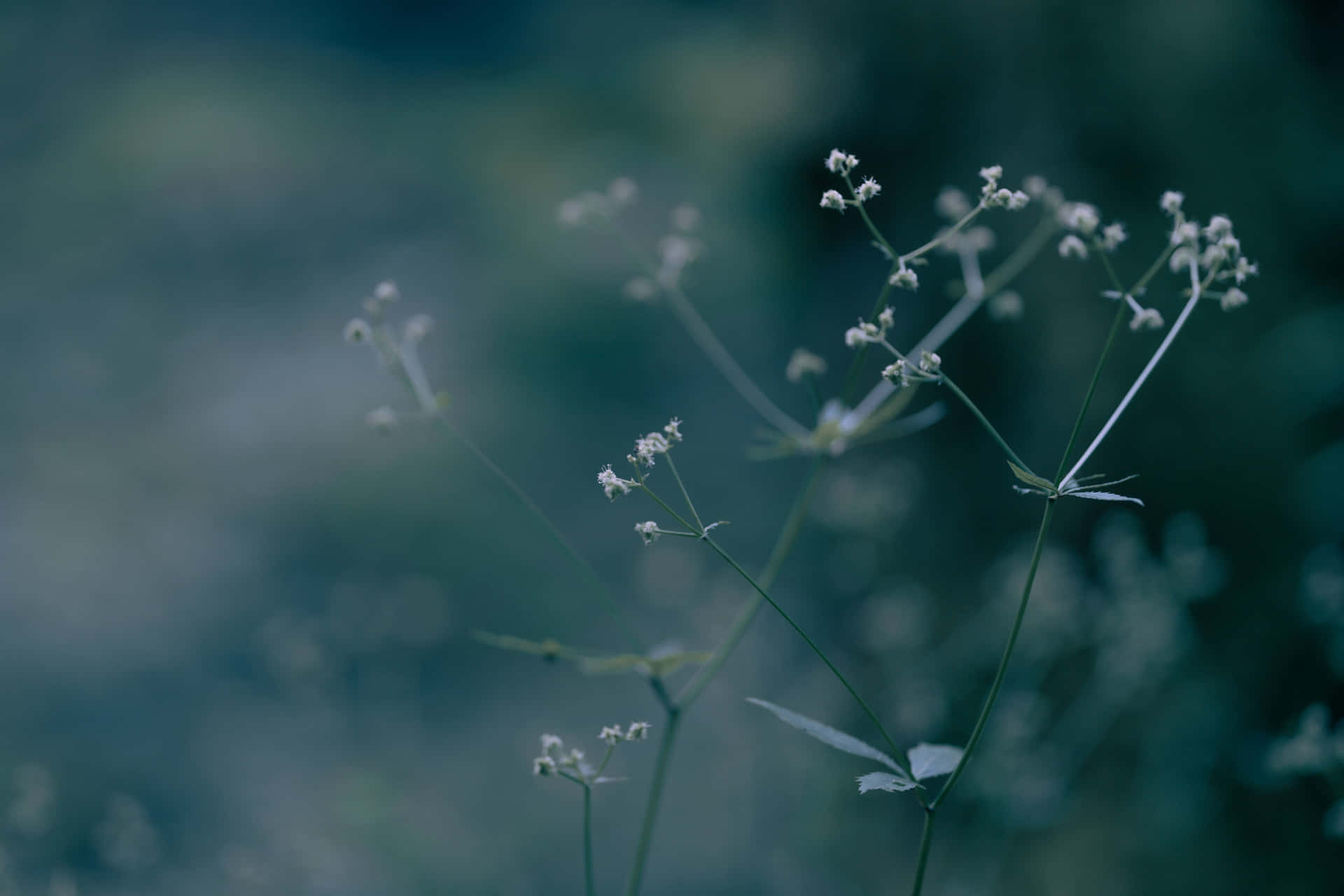 ‘a Beautiful Dark Flower Surrounded By An Ethereal, Dark Aesthetic’ Background