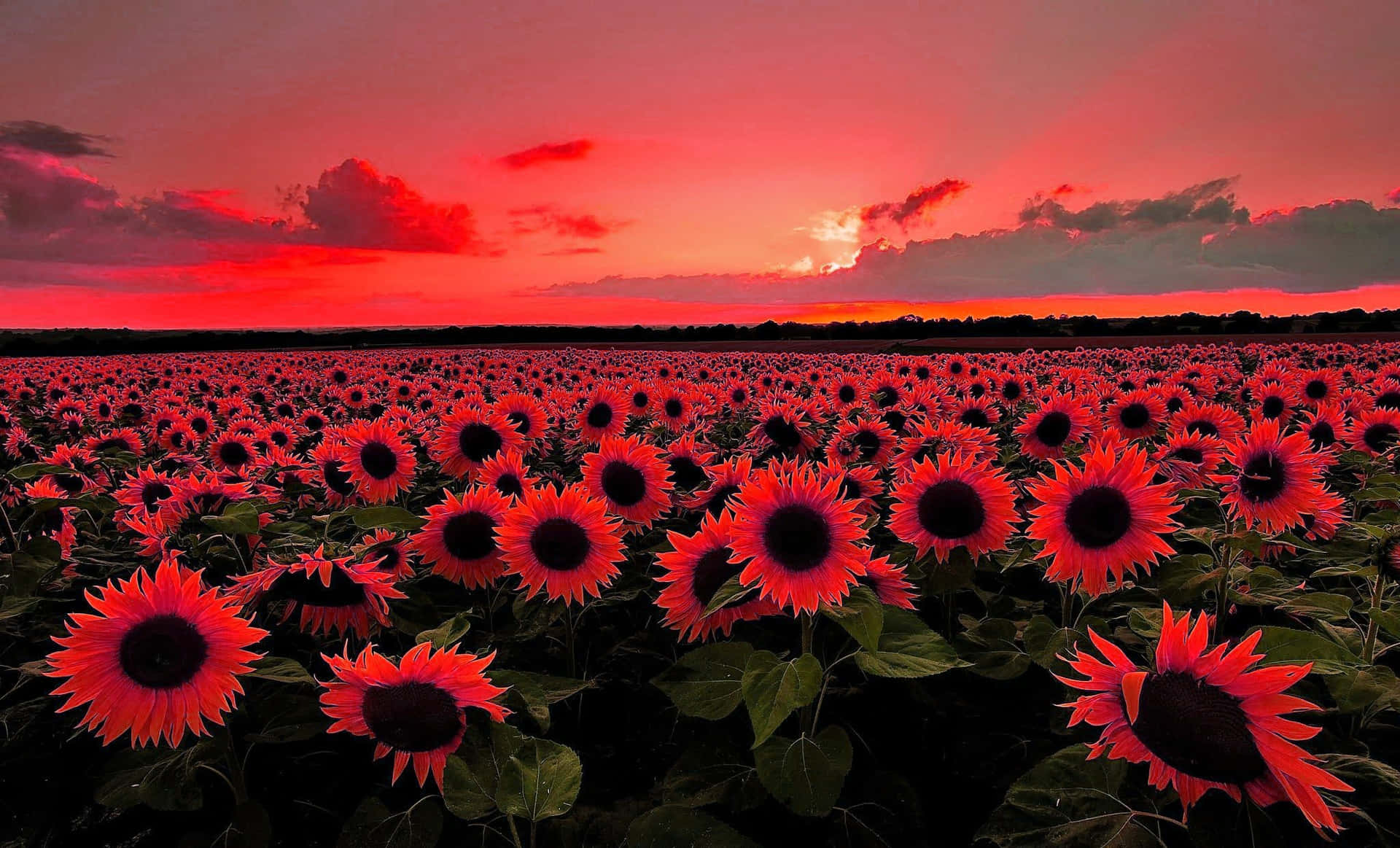 A Beautiful Dark Sunflower Revealing Its Unique Striking Petals