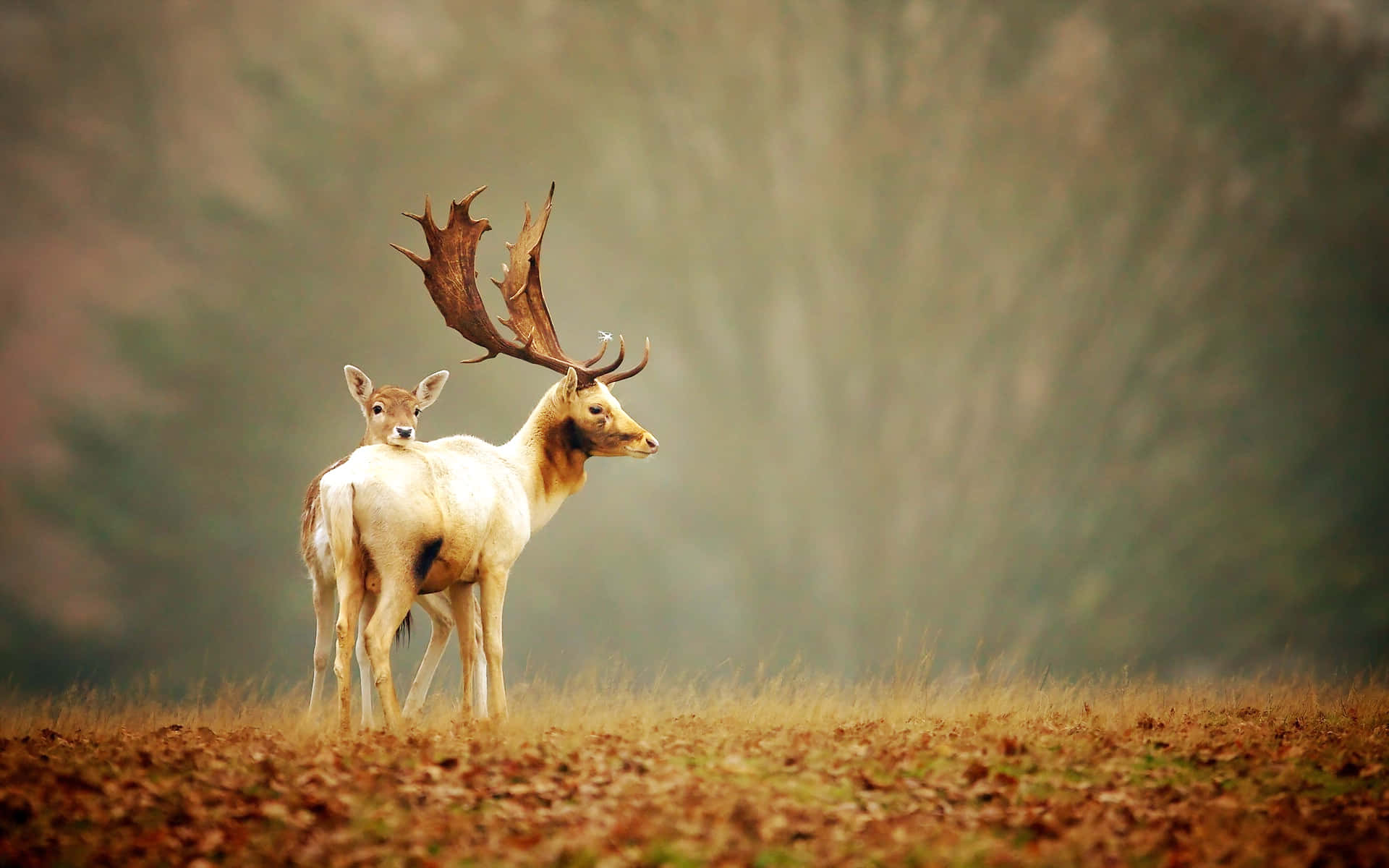 A Beautiful Deer Calmly Walks Through The Forest Background