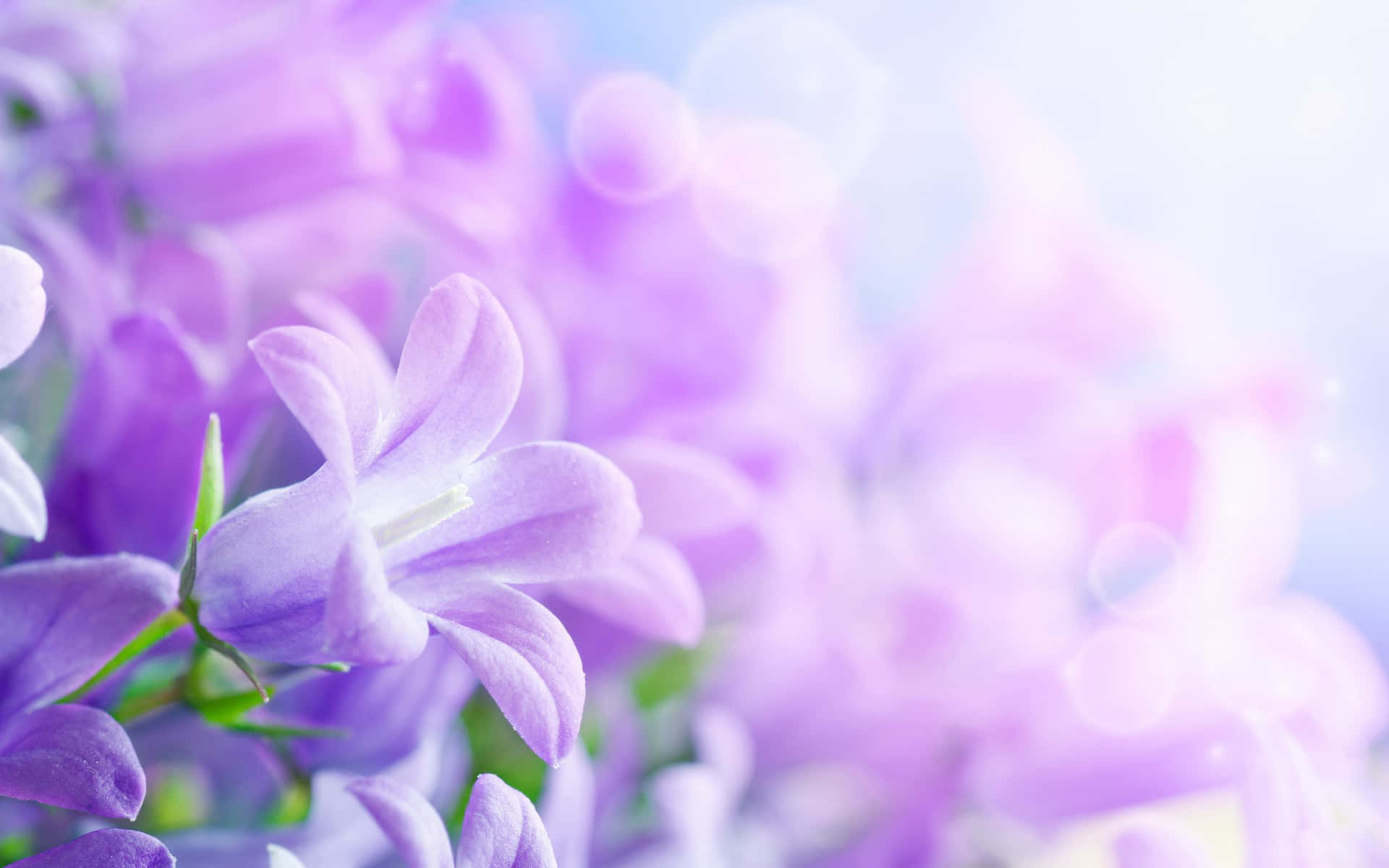 A Beautiful Desktop Wallpaper Of A Field Of Flowers. Background