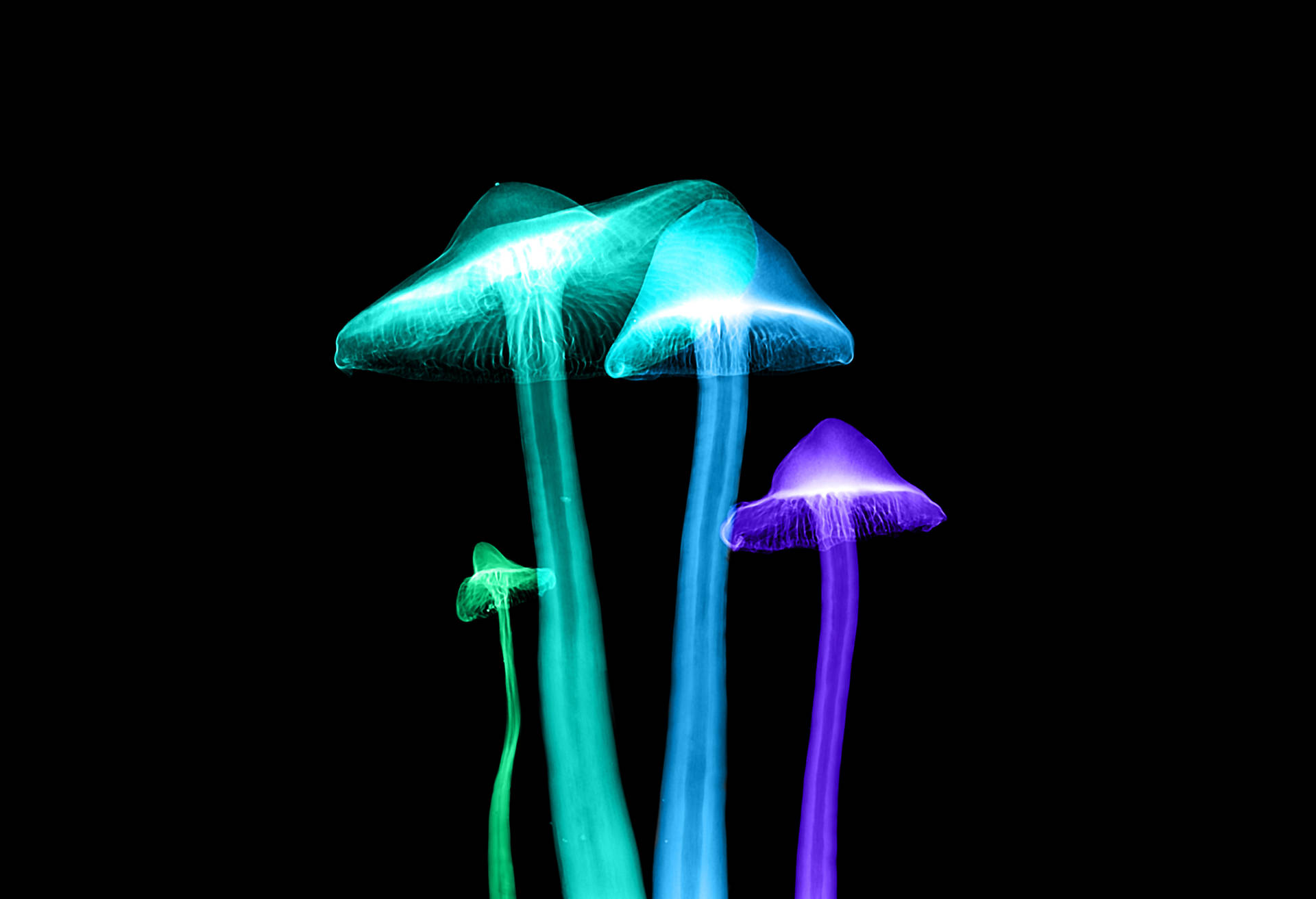 A Beautiful Display Of Glowing Mushroom Lights. Background