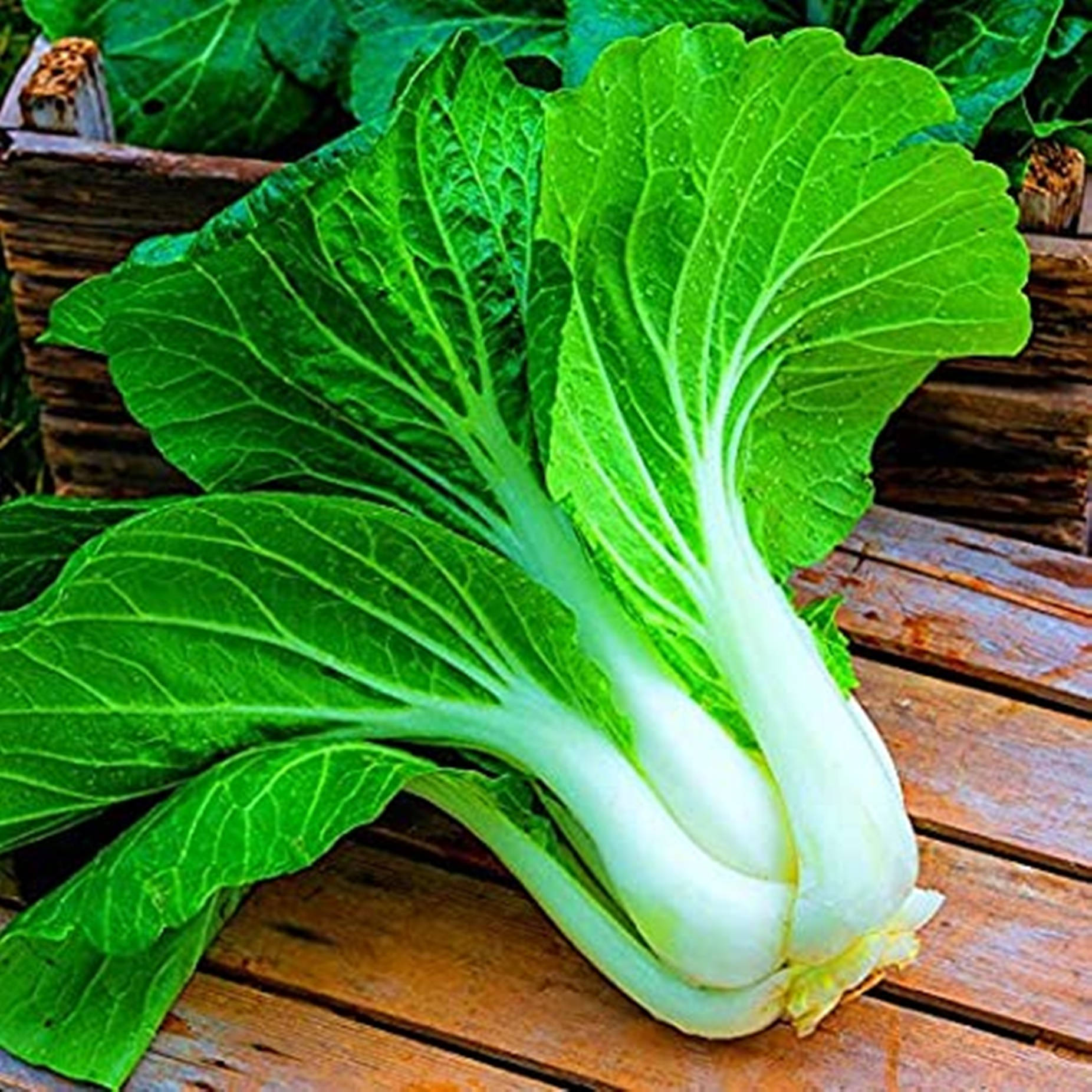 A Beautiful Display Of Organic Bok Choy Cabbage Background