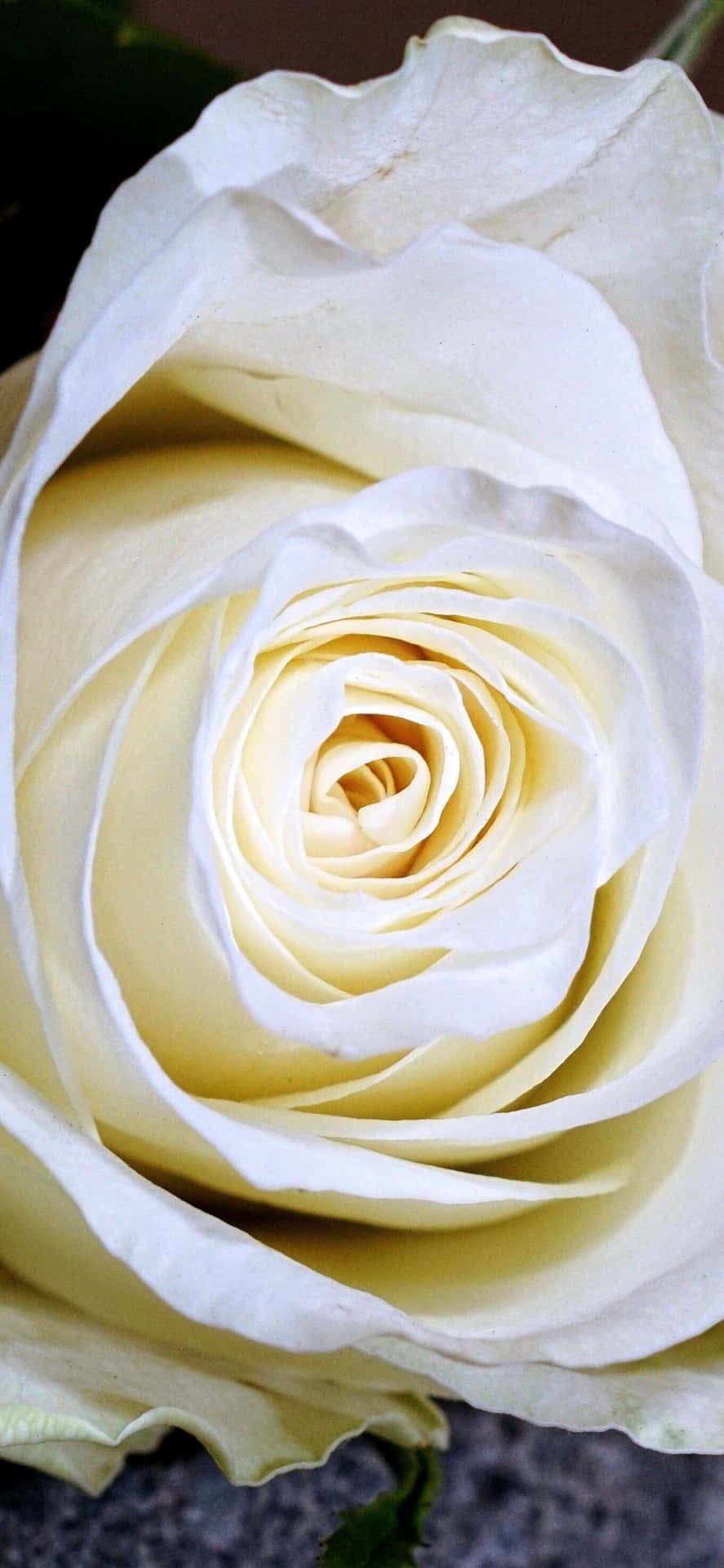 A Beautiful Display Of White Roses