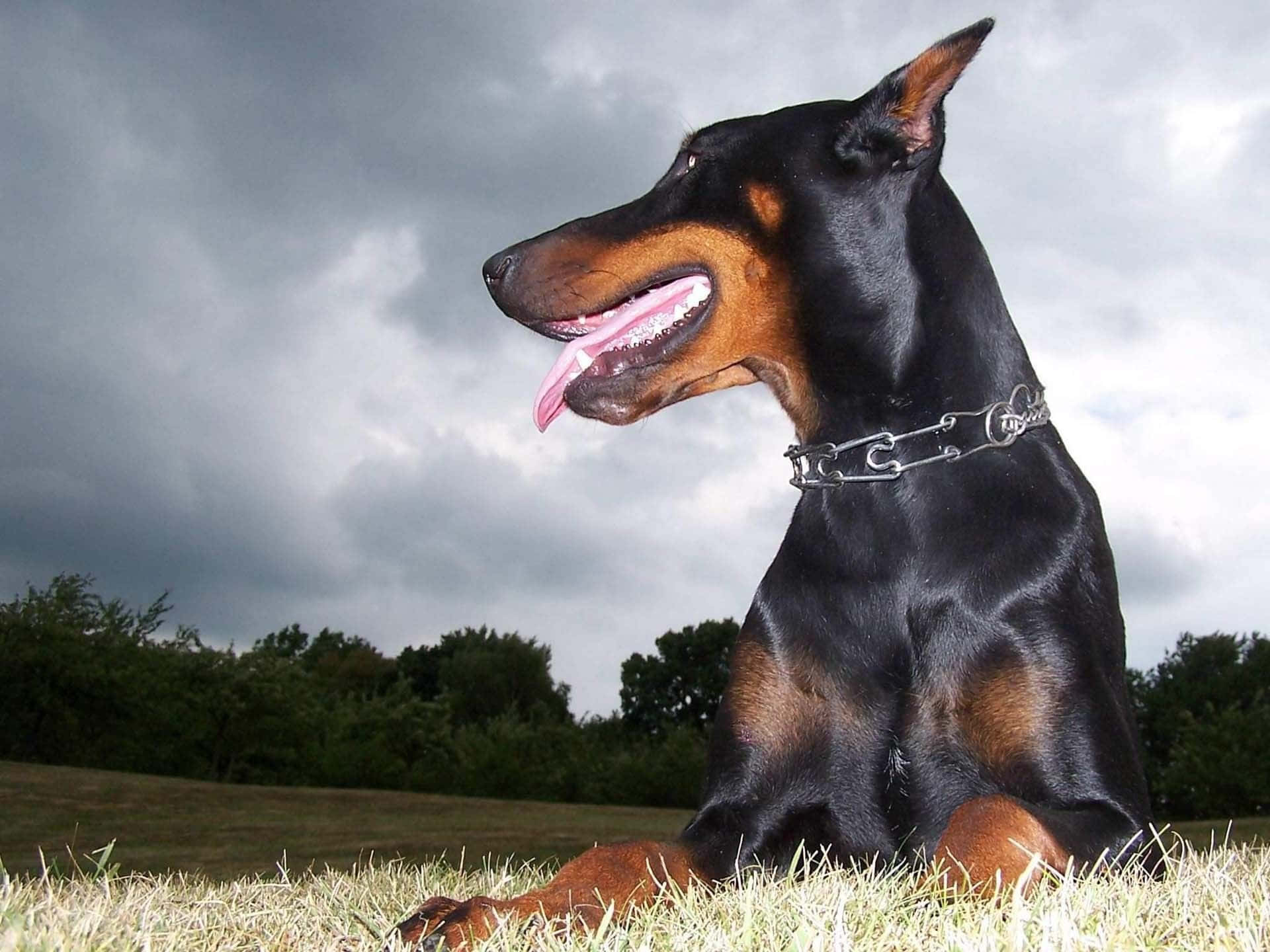 A Beautiful Doberman Walking In A Green Field Background