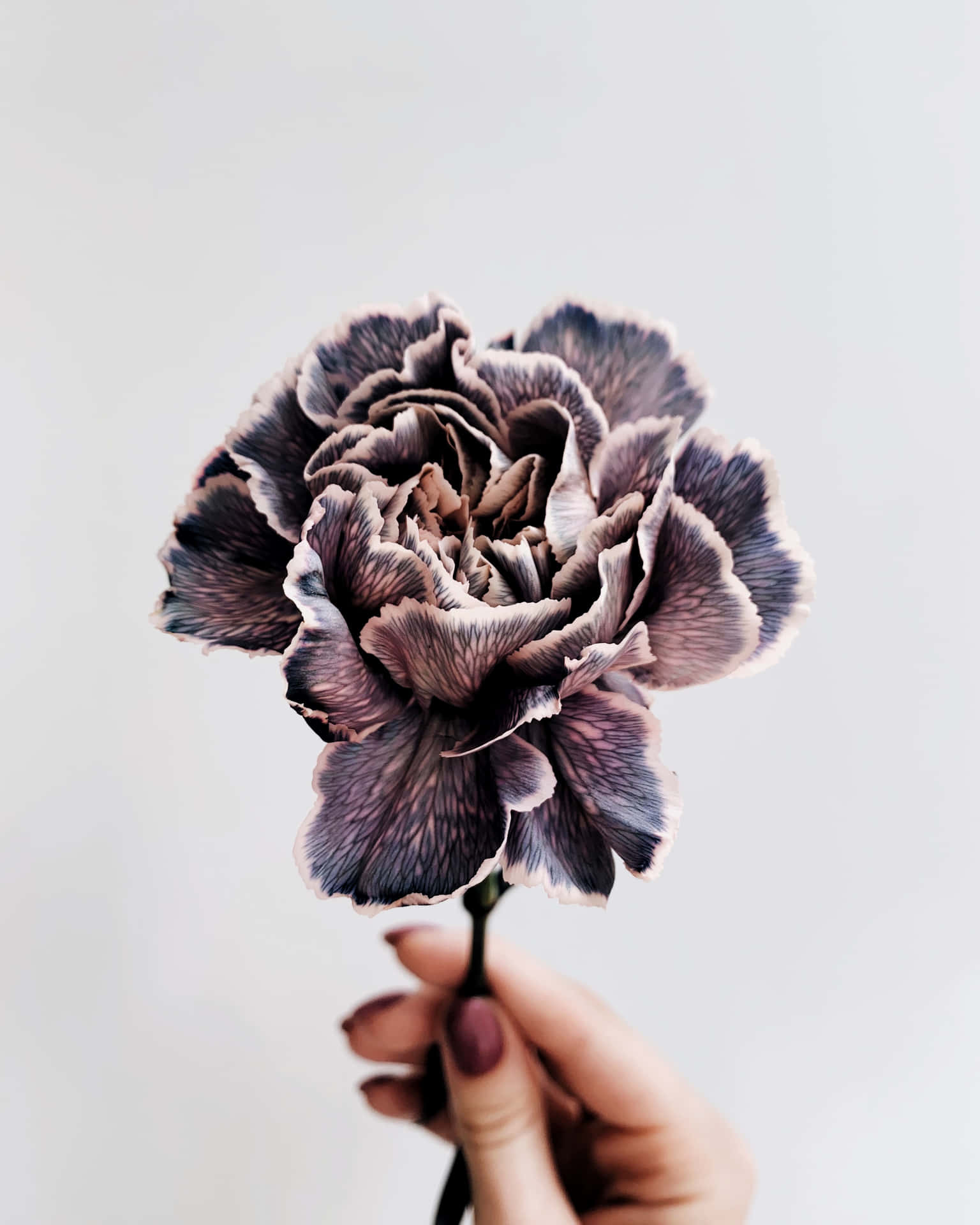 A Beautiful Drawing Of A Flower Background