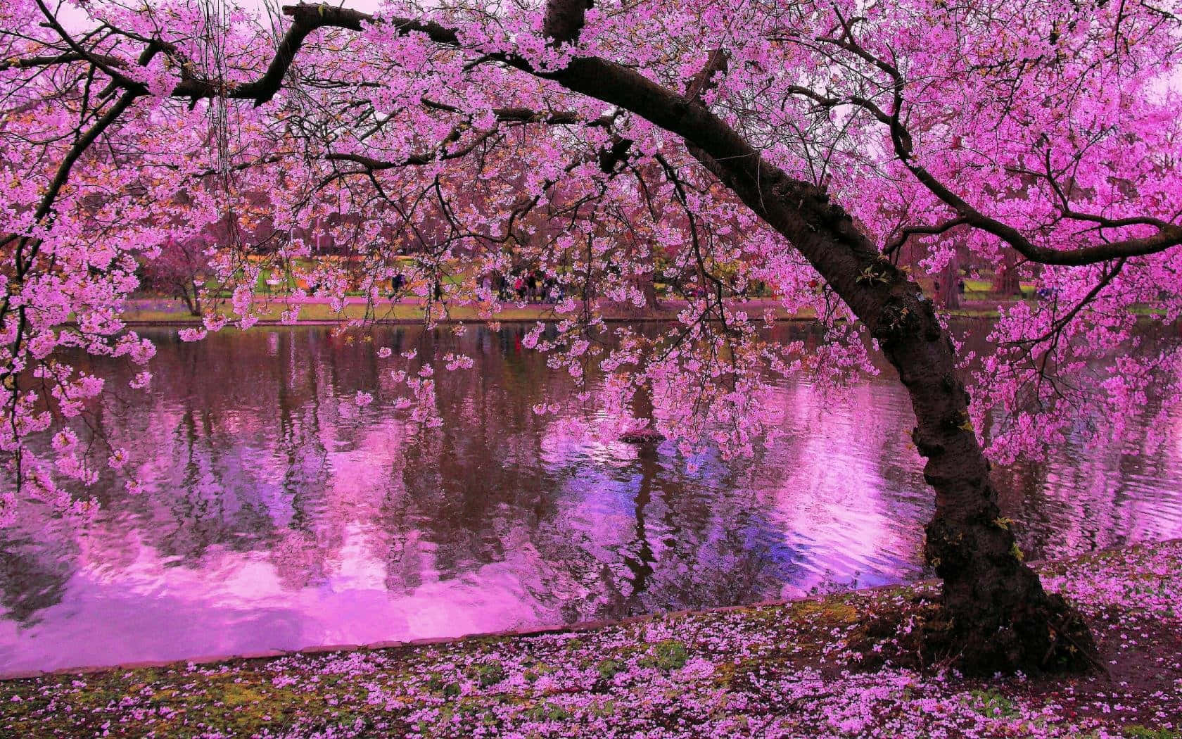 A Beautiful Evening In Japan With Lovely Sakura Blossom Background