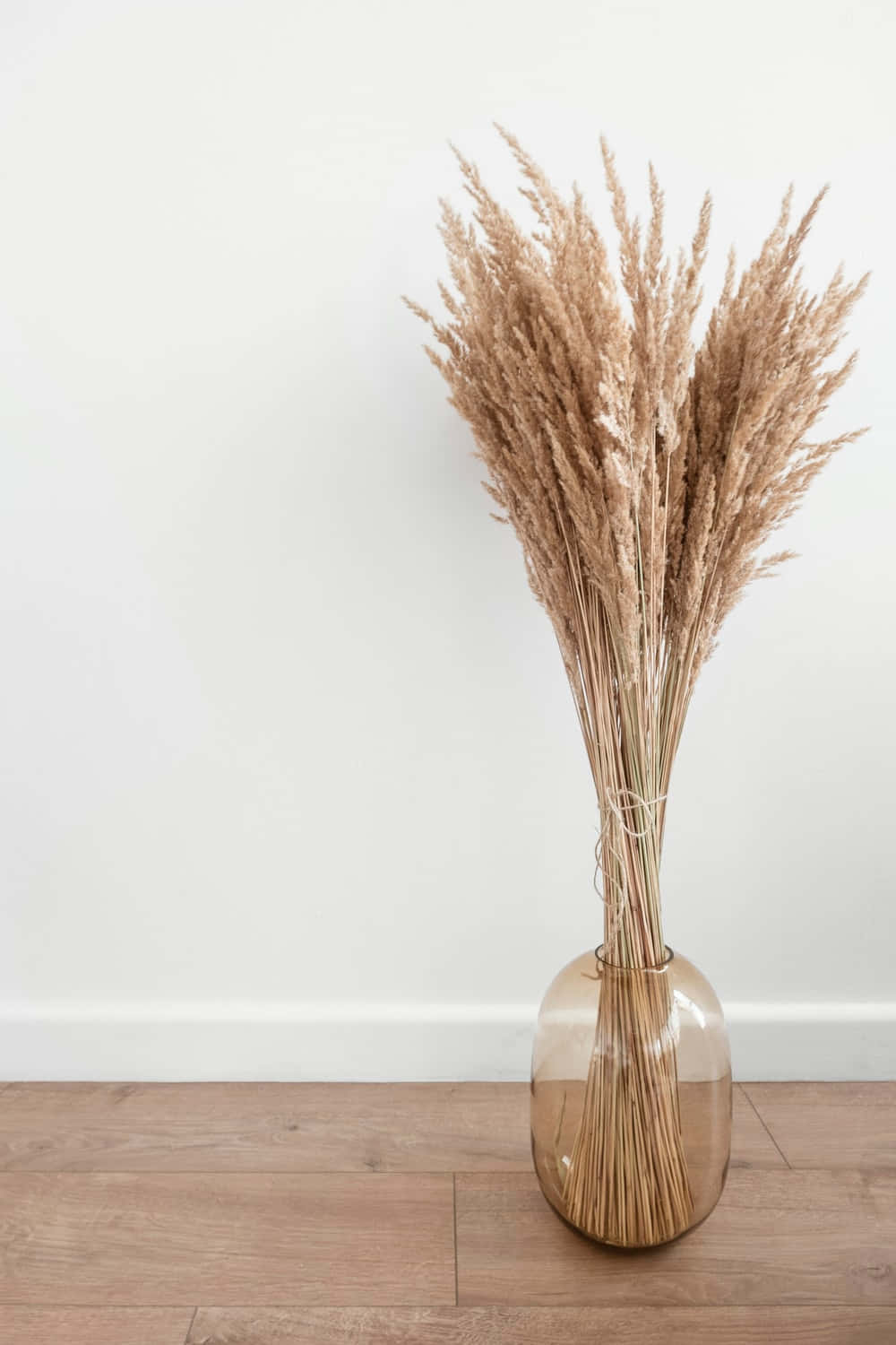 A Beautiful Field Of Pampas Grass In Golden Light Background