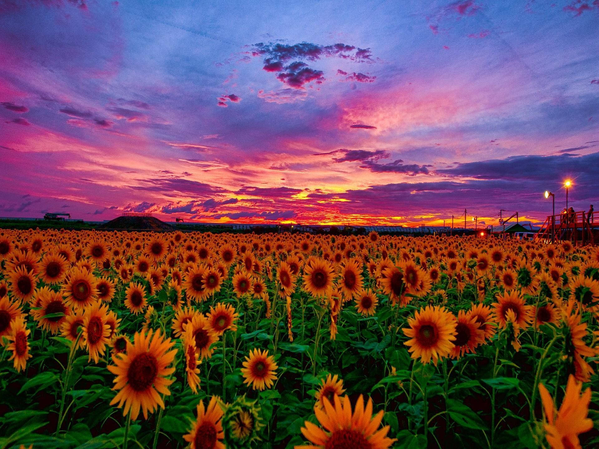 A Beautiful Field Of Sunflowers And Roses. Background