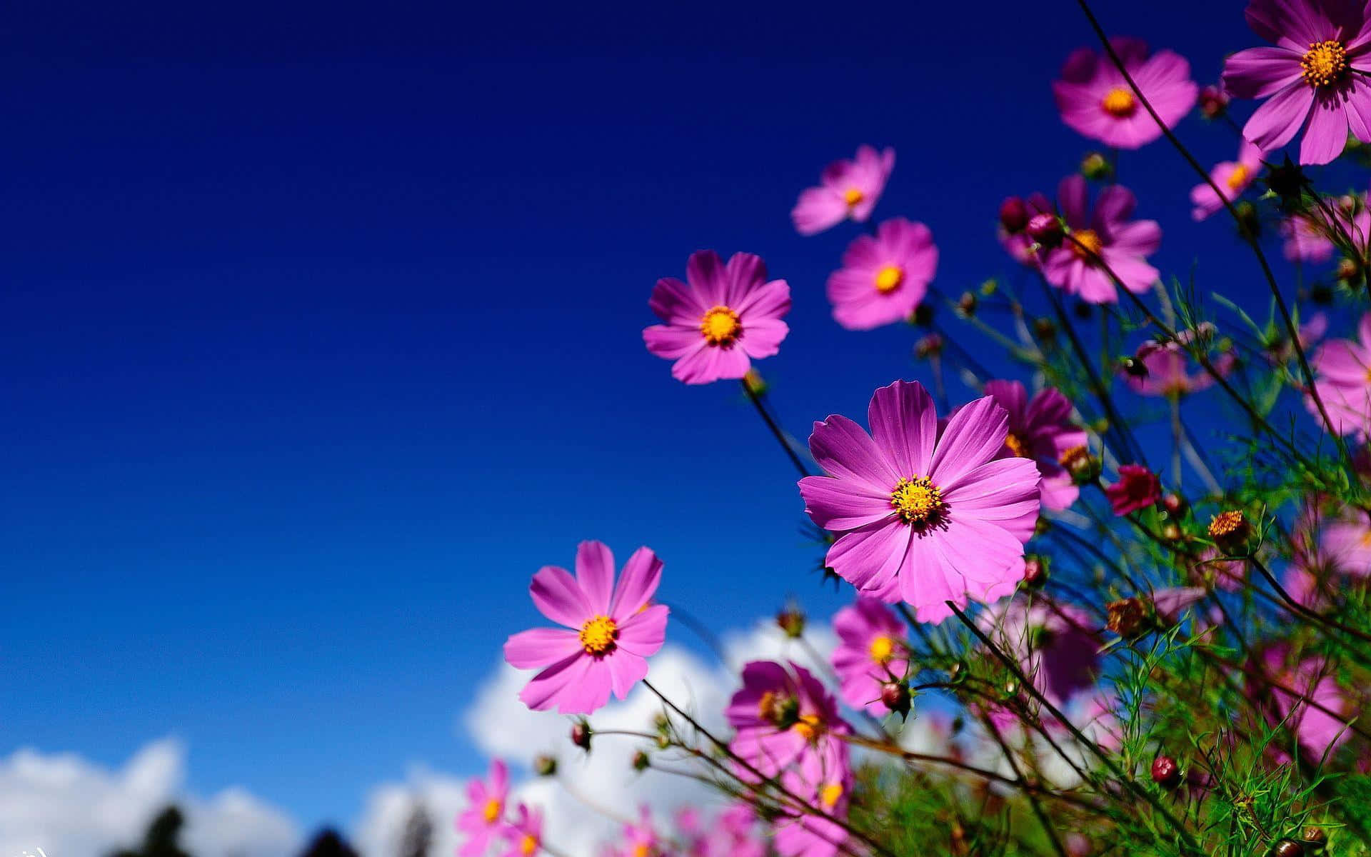 A Beautiful Field Of Wildflowers On A Sunny Day Background