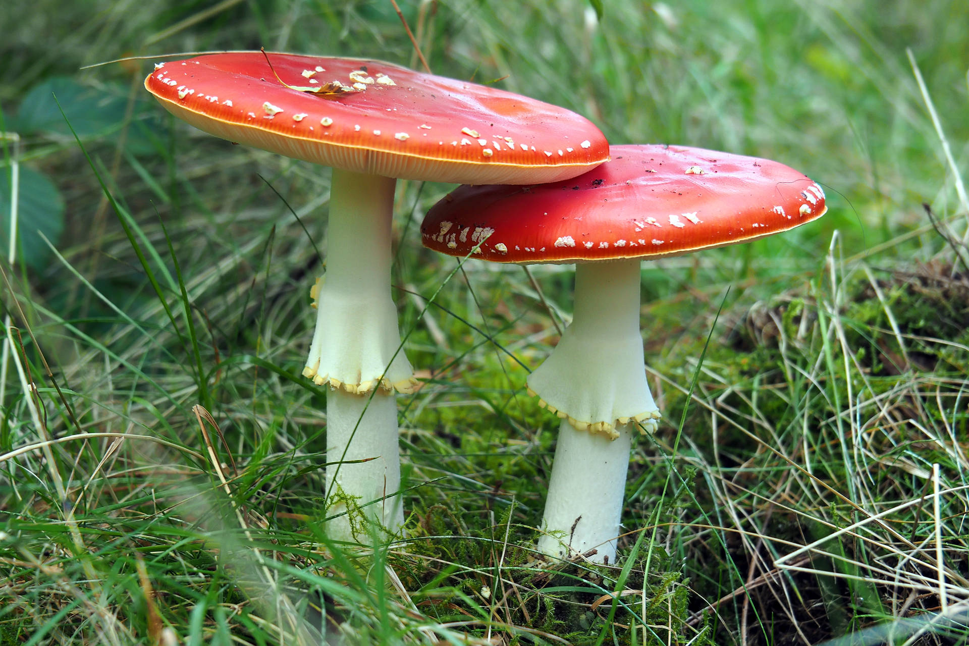 A Beautiful, Flat Agaric Mushroom In Nature Background