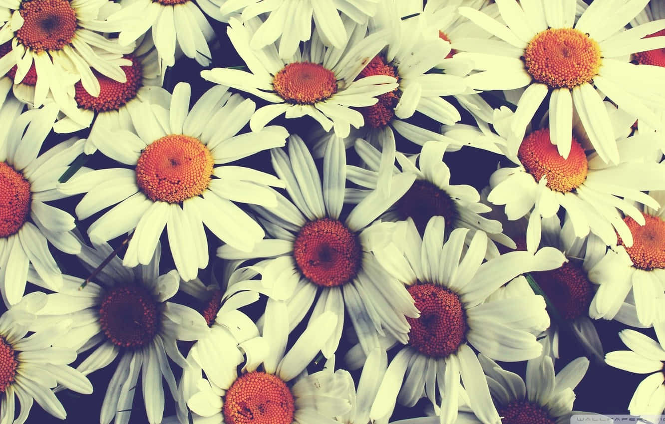 A Beautiful Flower Blooms Against A Soft Background Background
