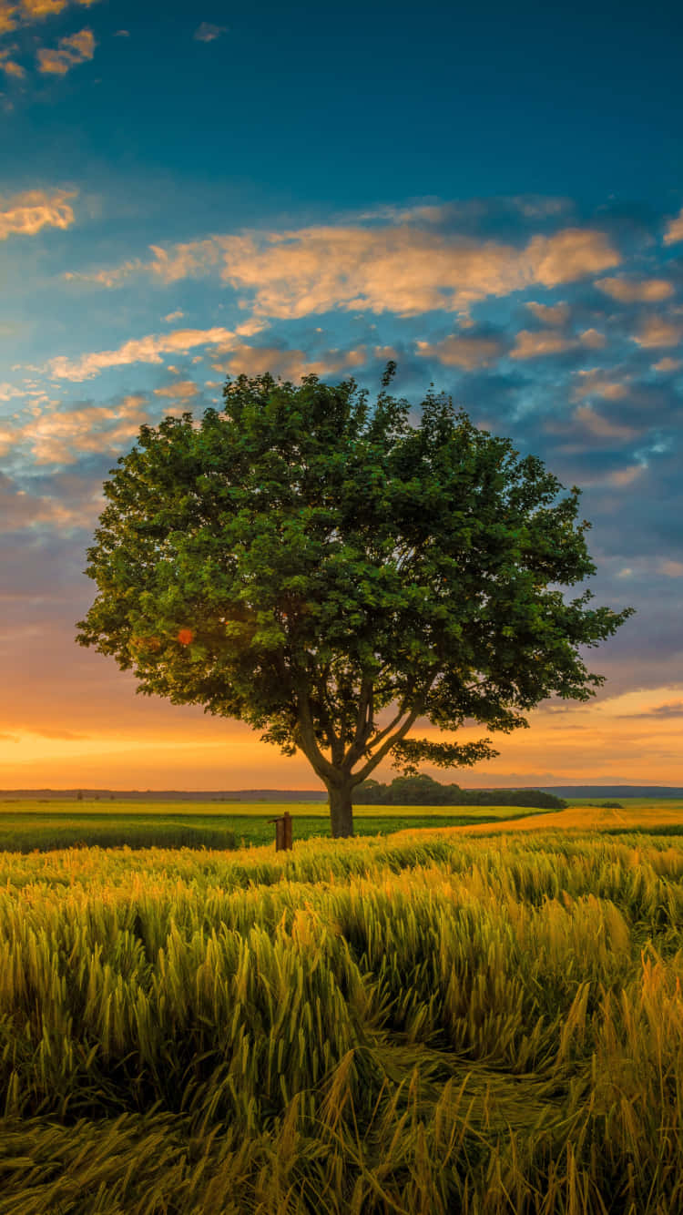 A Beautiful Forest Of Trees, Perfect For Any Nature Enthusiast