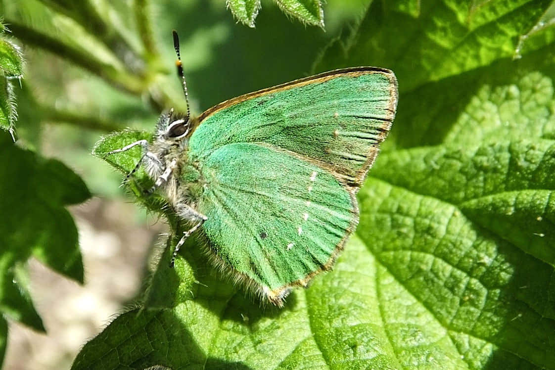 A Beautiful Green Butterfly Fluttering In A Garden On A Summer’s Day Background