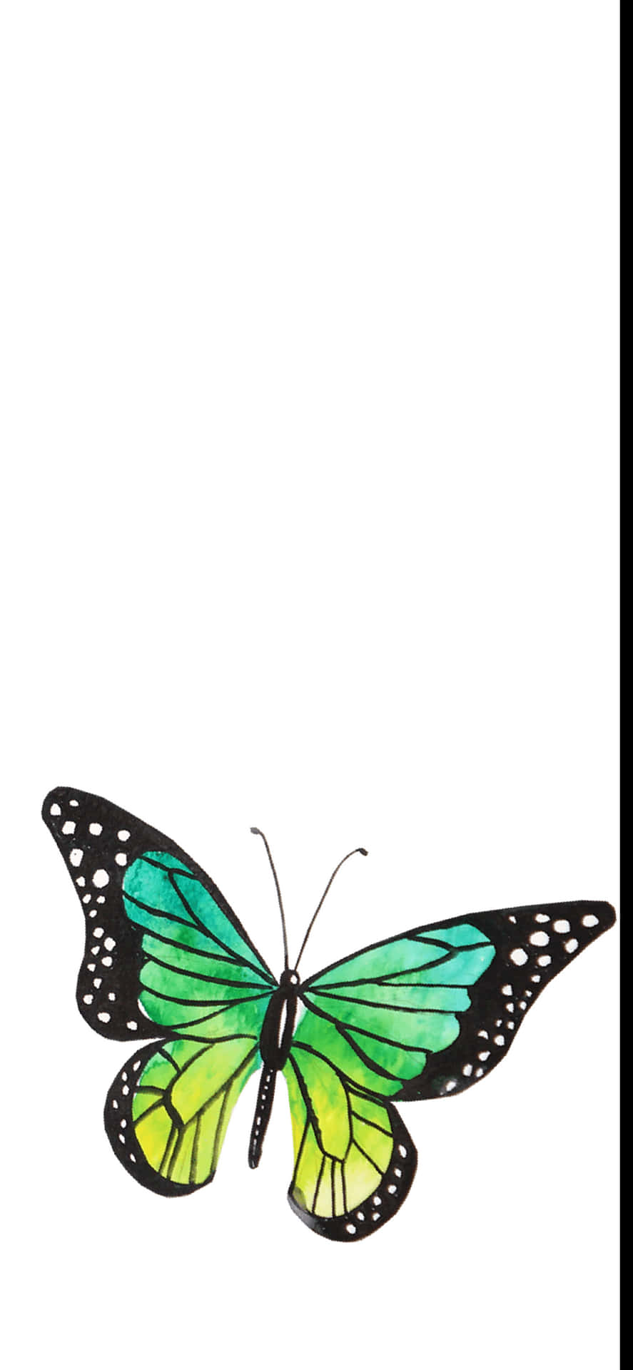 A Beautiful Green Butterfly With Vibrant Wings Resting On A Petal-filled Blossom Background