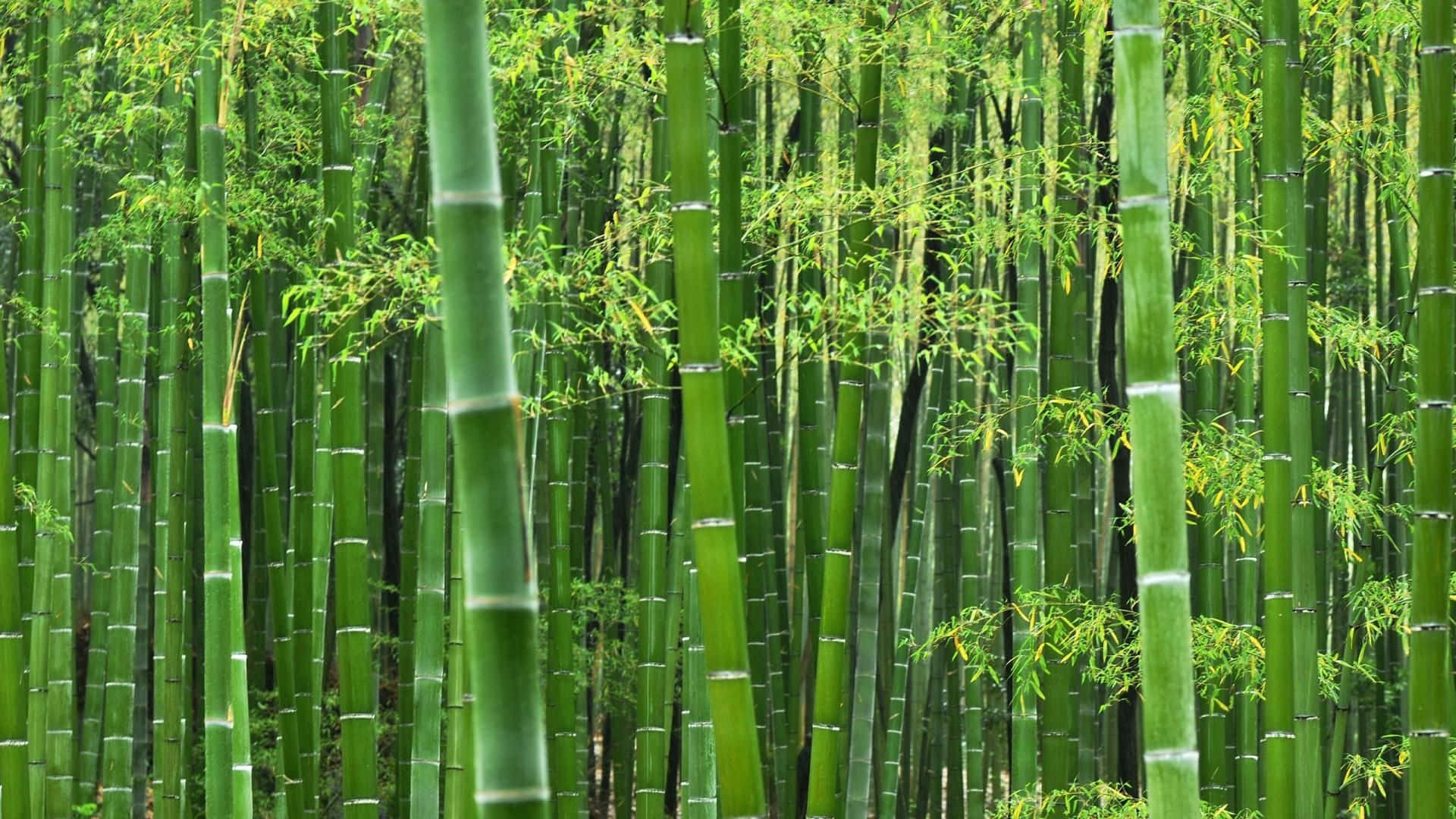 A Beautiful Grove Of Chinese Bamboo Background