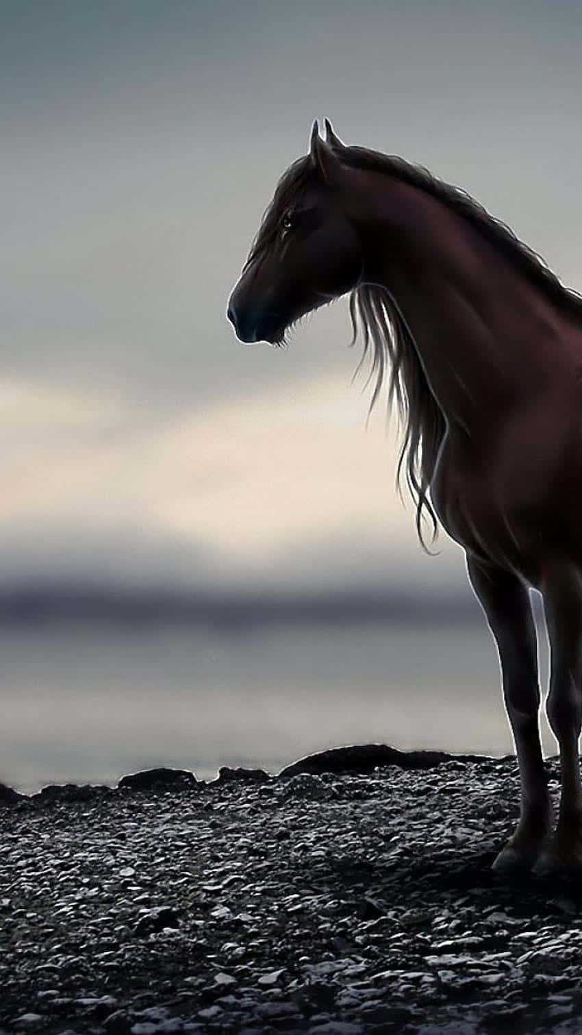 A Beautiful Horse In The Evening Light Background