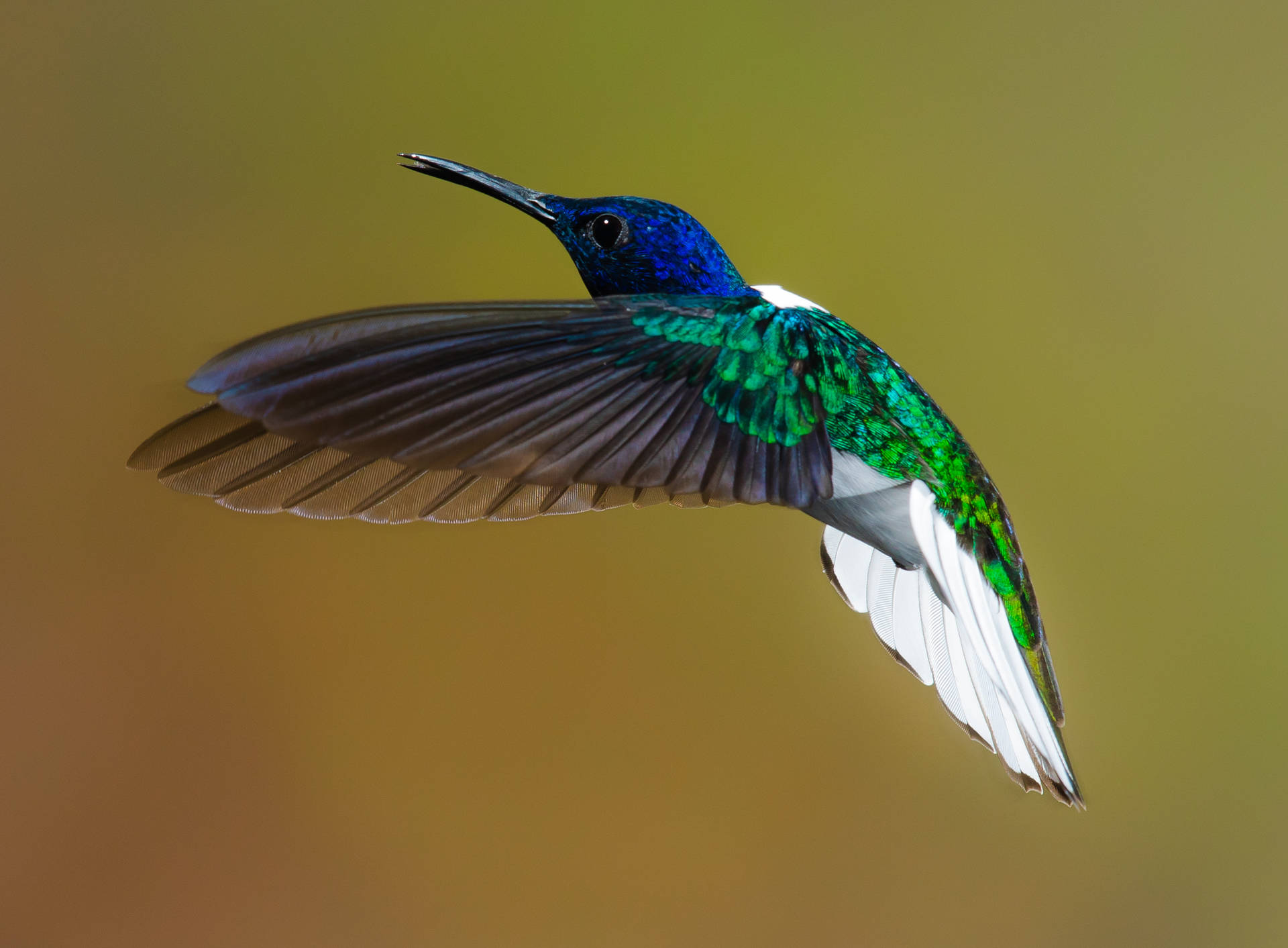 A Beautiful Hummingbird In Mid-flight Background