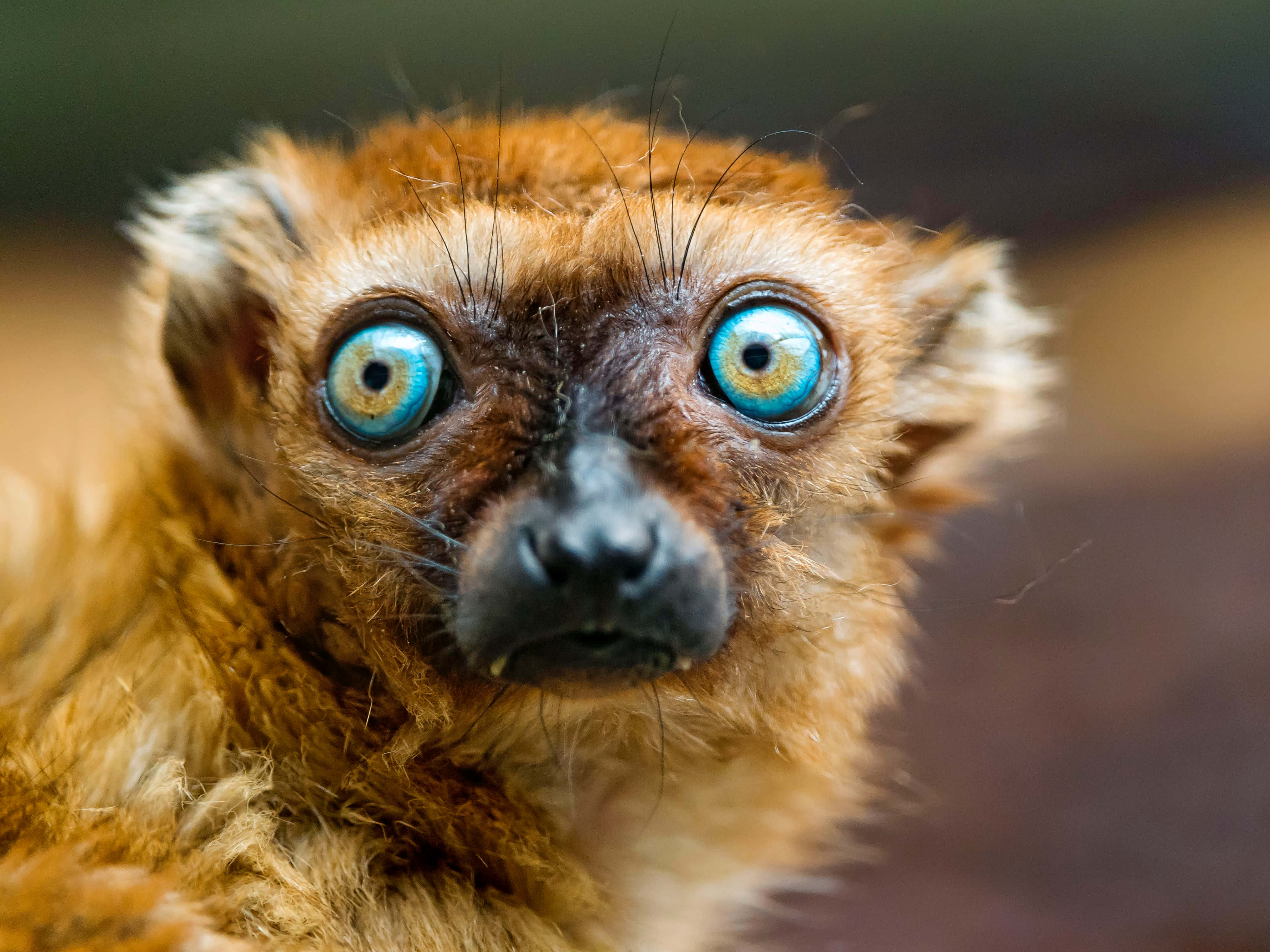 A Beautiful Lemur Perched In The Wild Background