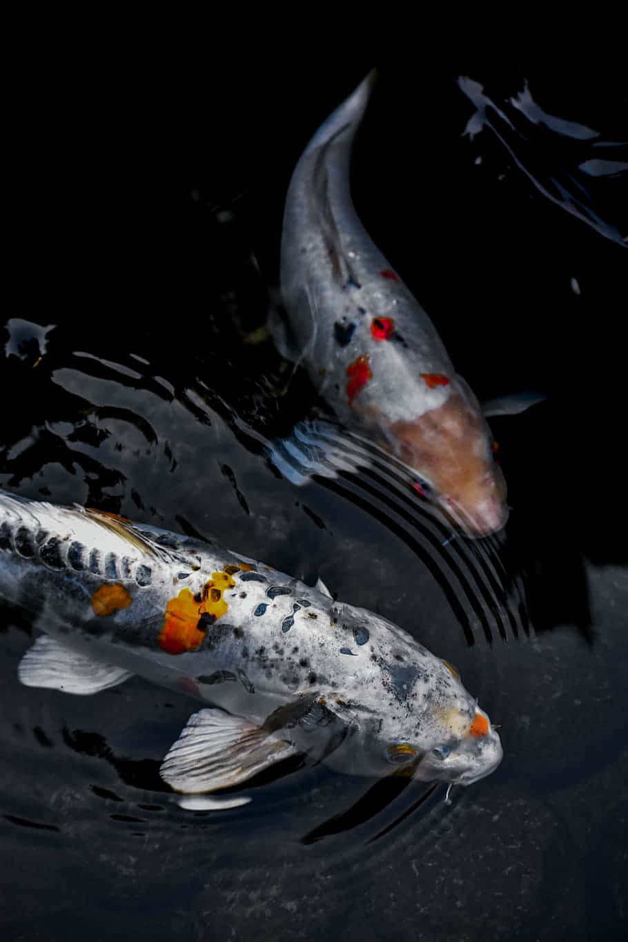 A Beautiful Live Koi Fish In A Tank Of Water Background