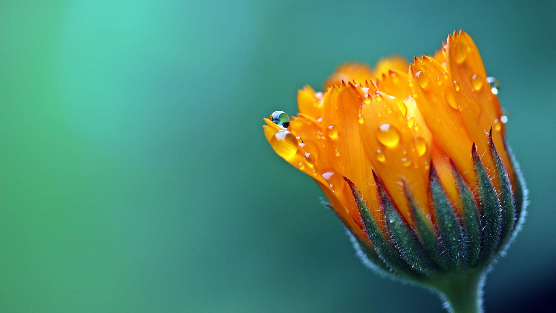 A Beautiful Marigold Flower In Macro Photgraphy Background