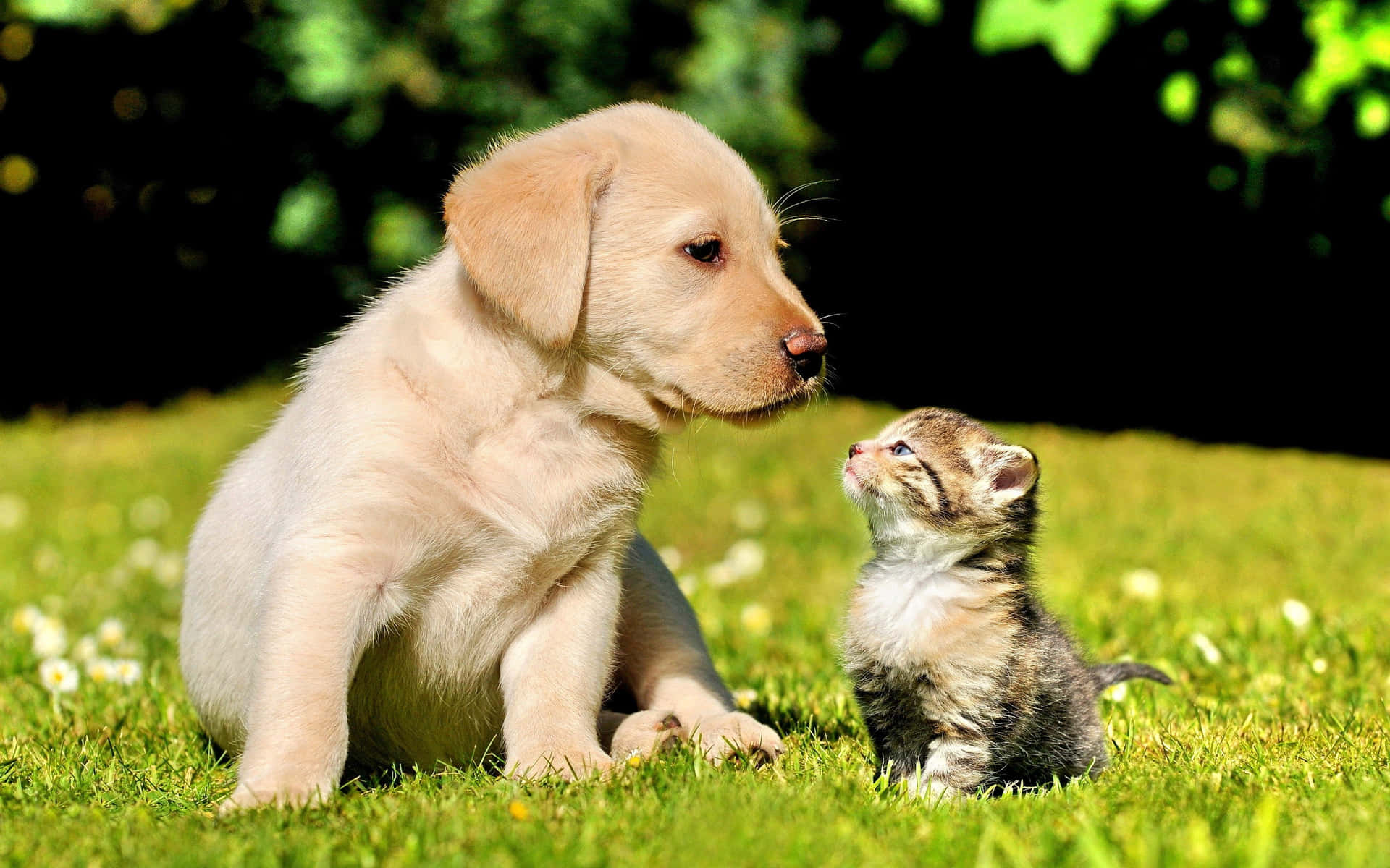 A Beautiful Moment Between A Kitten And Puppy. Background