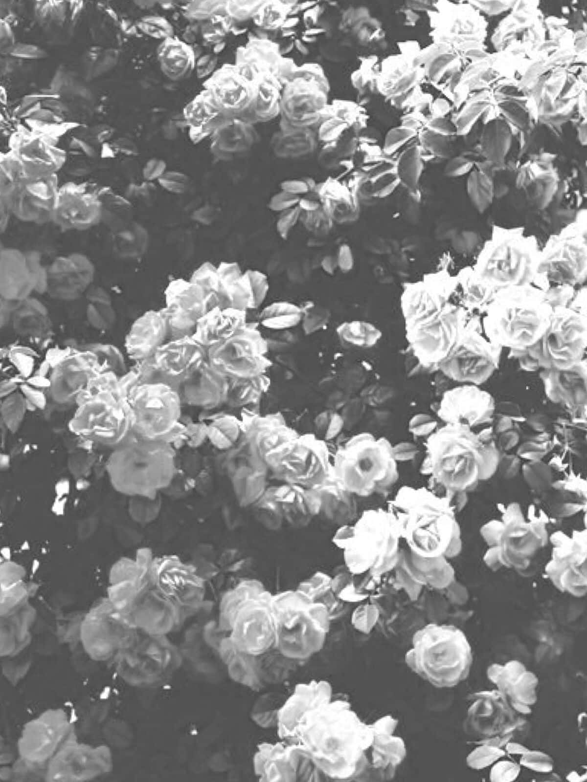 A Beautiful, Monochromatic Flower In Classic Black And White. Background