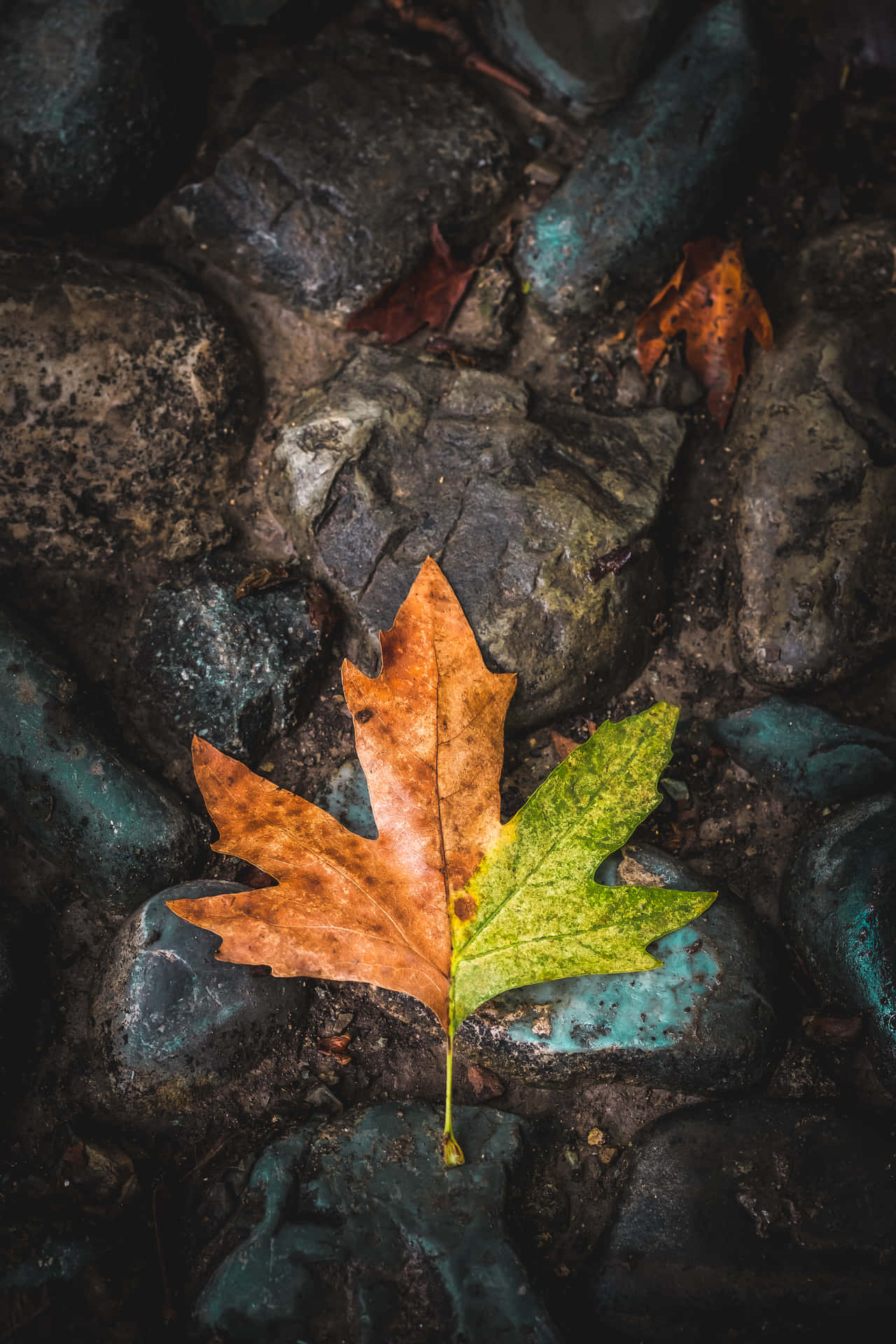 A Beautiful Orange Autumn Leaf Set Against A Vibrant Blue Sky