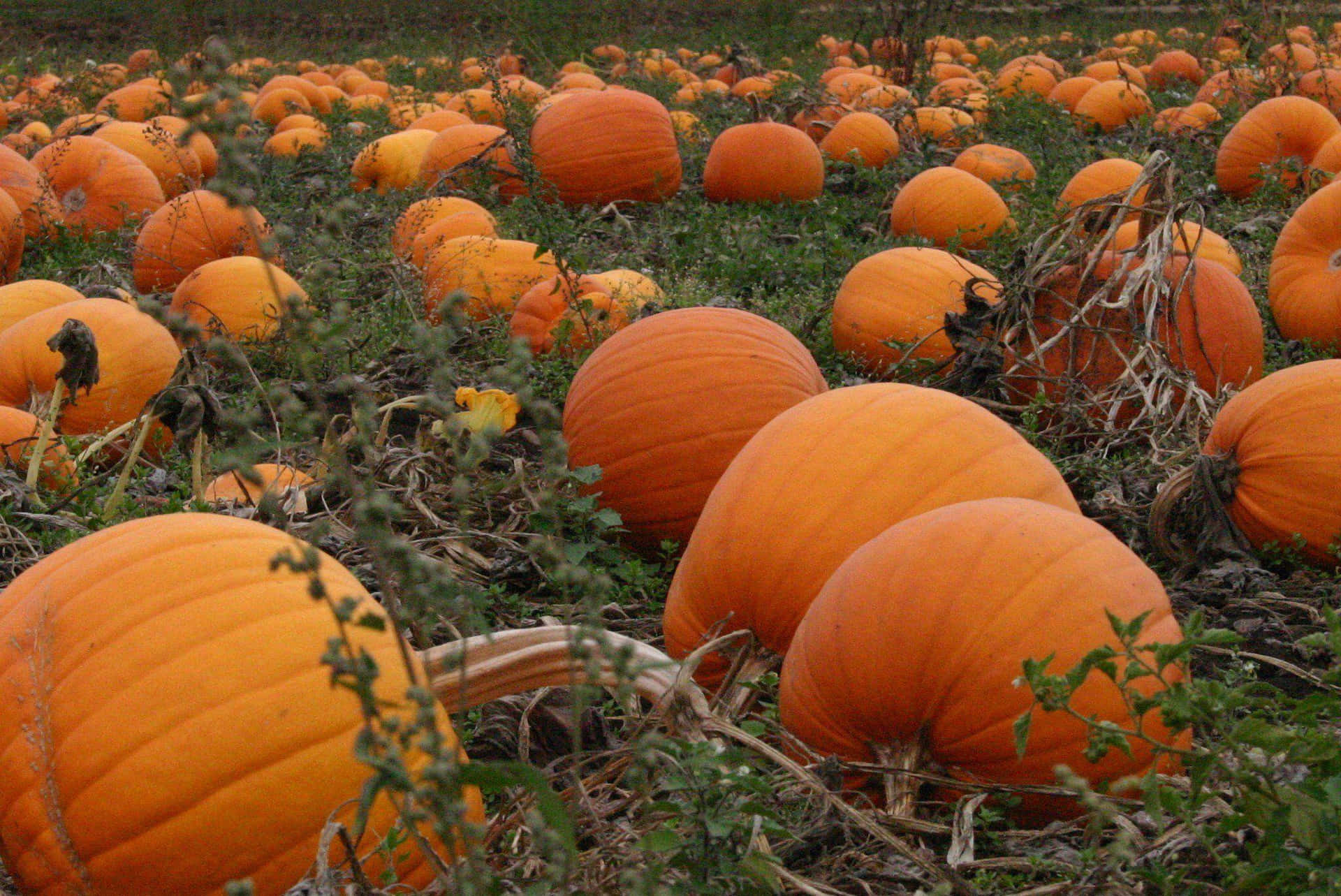 A Beautiful Orange Pumpkin Amongst Fallen Autumn Leaves Background